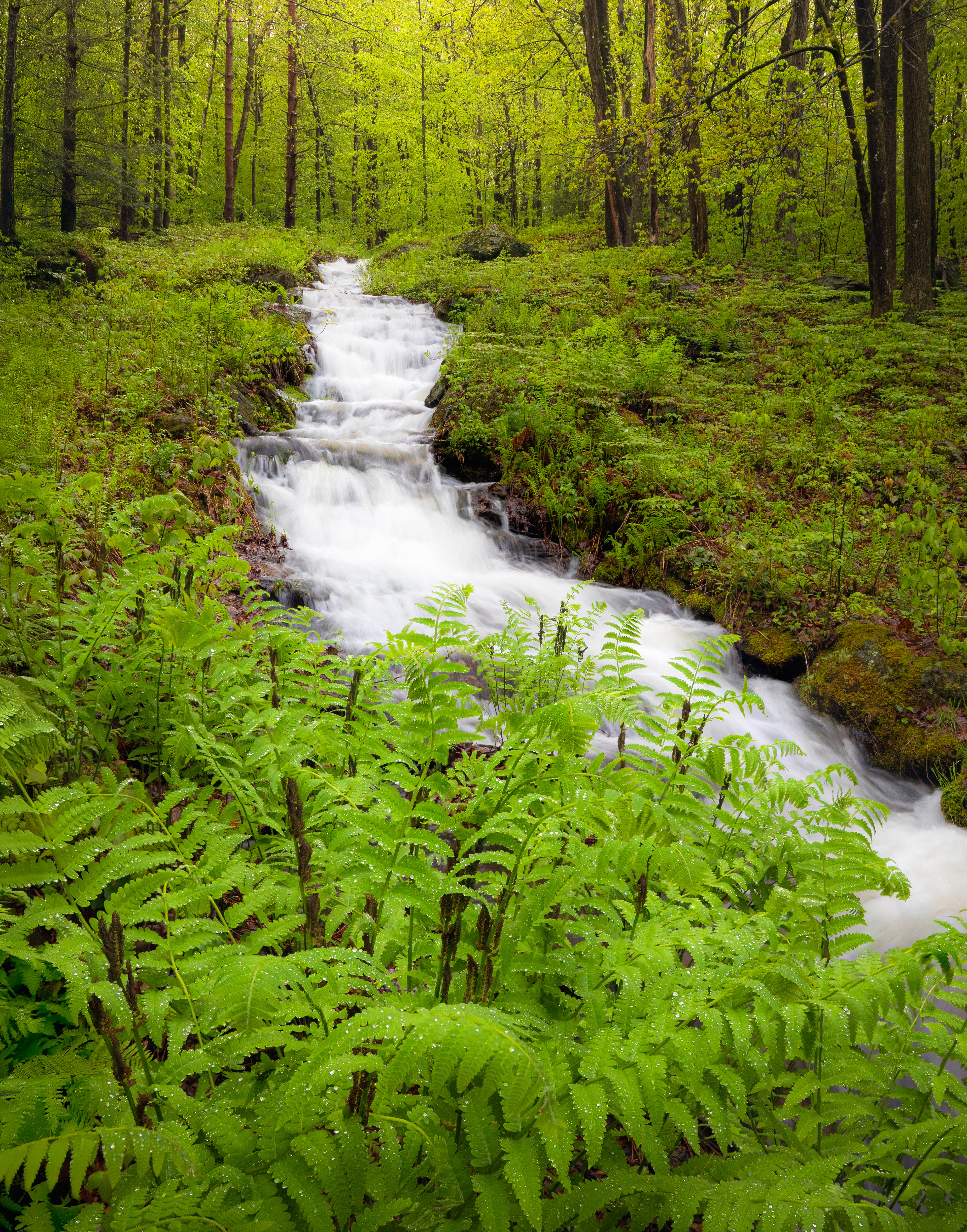Spring Stream #1