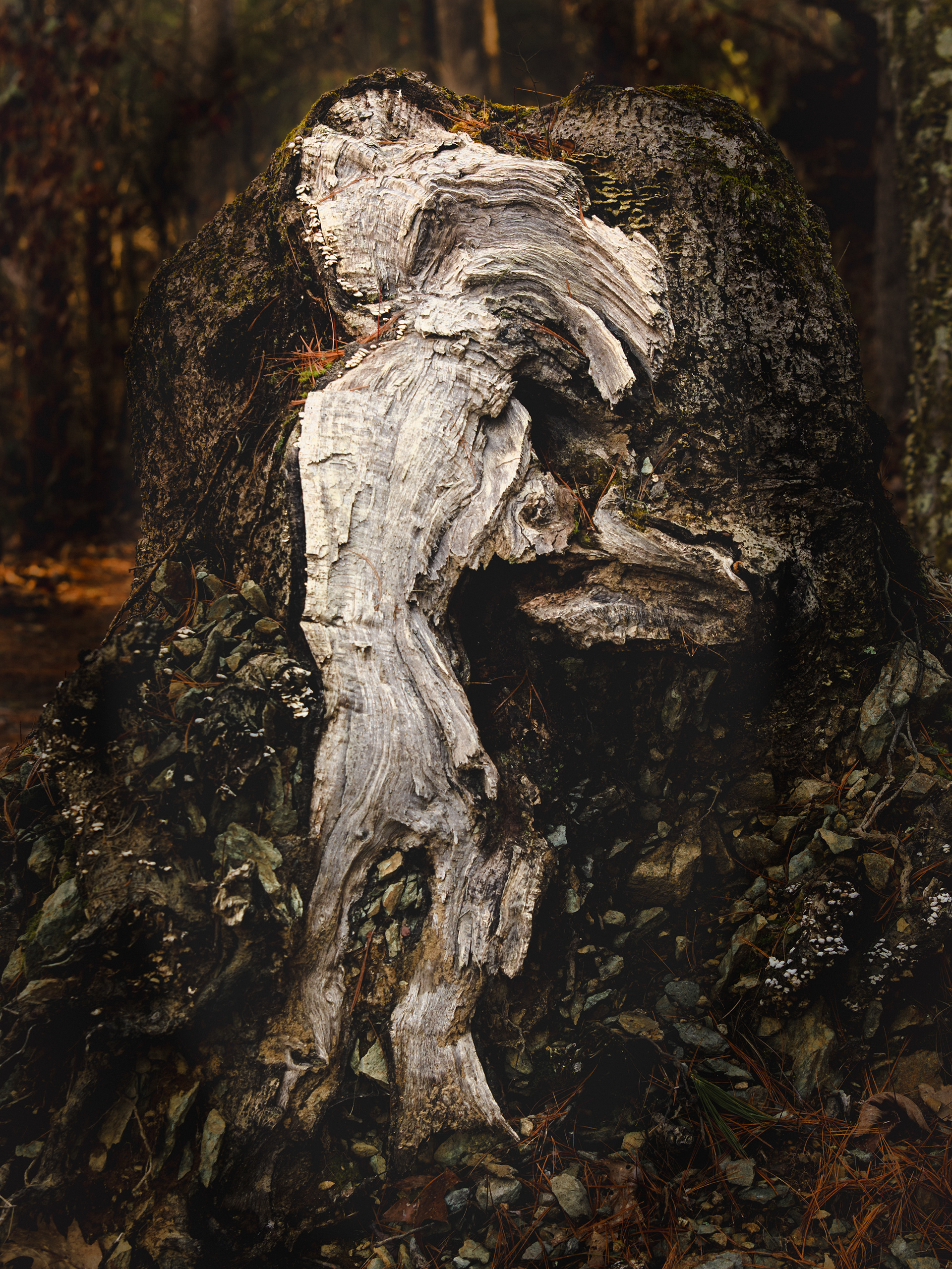 Rocky Narrows Chupacabra