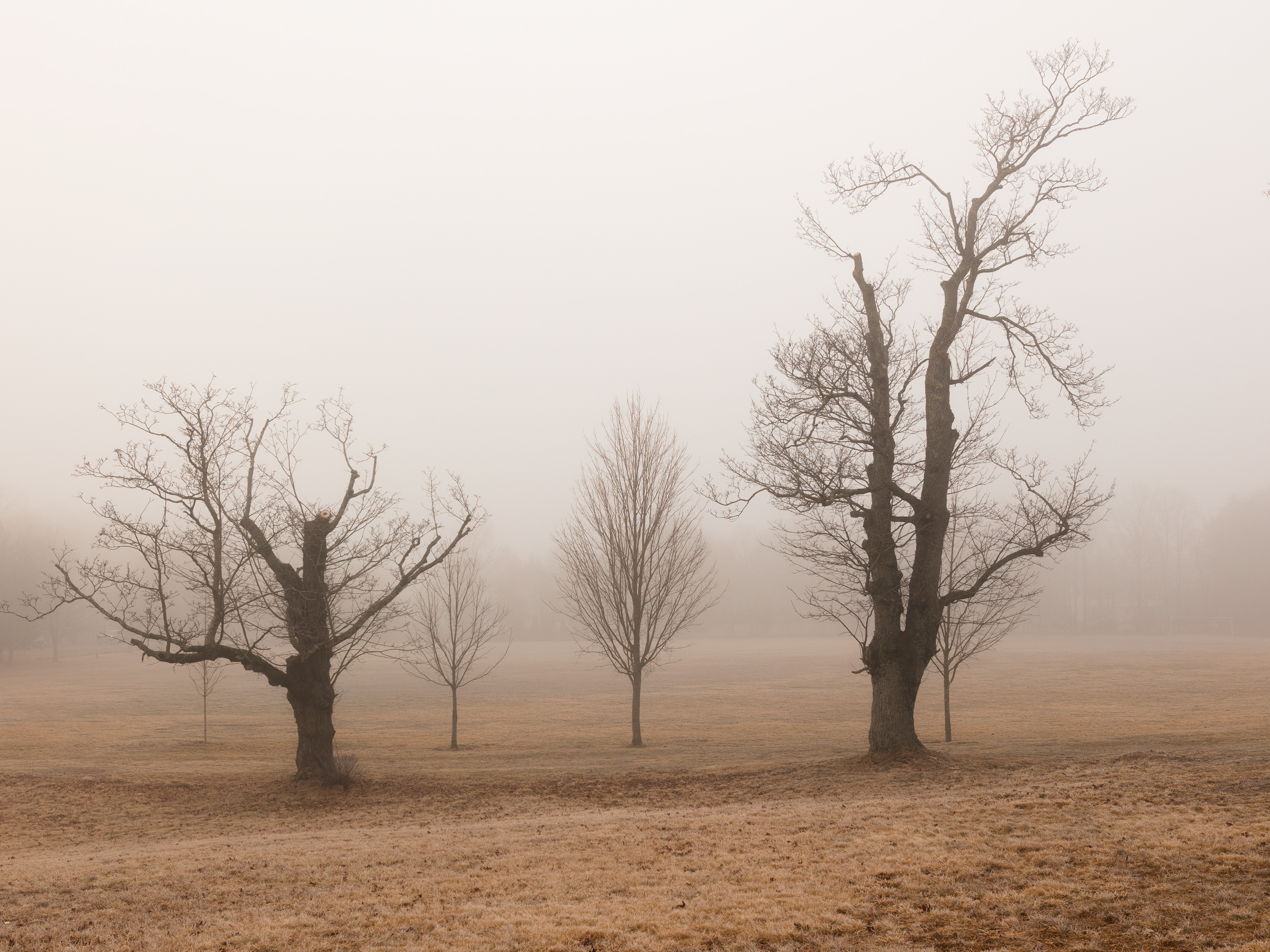 Oak Grove Old Growth