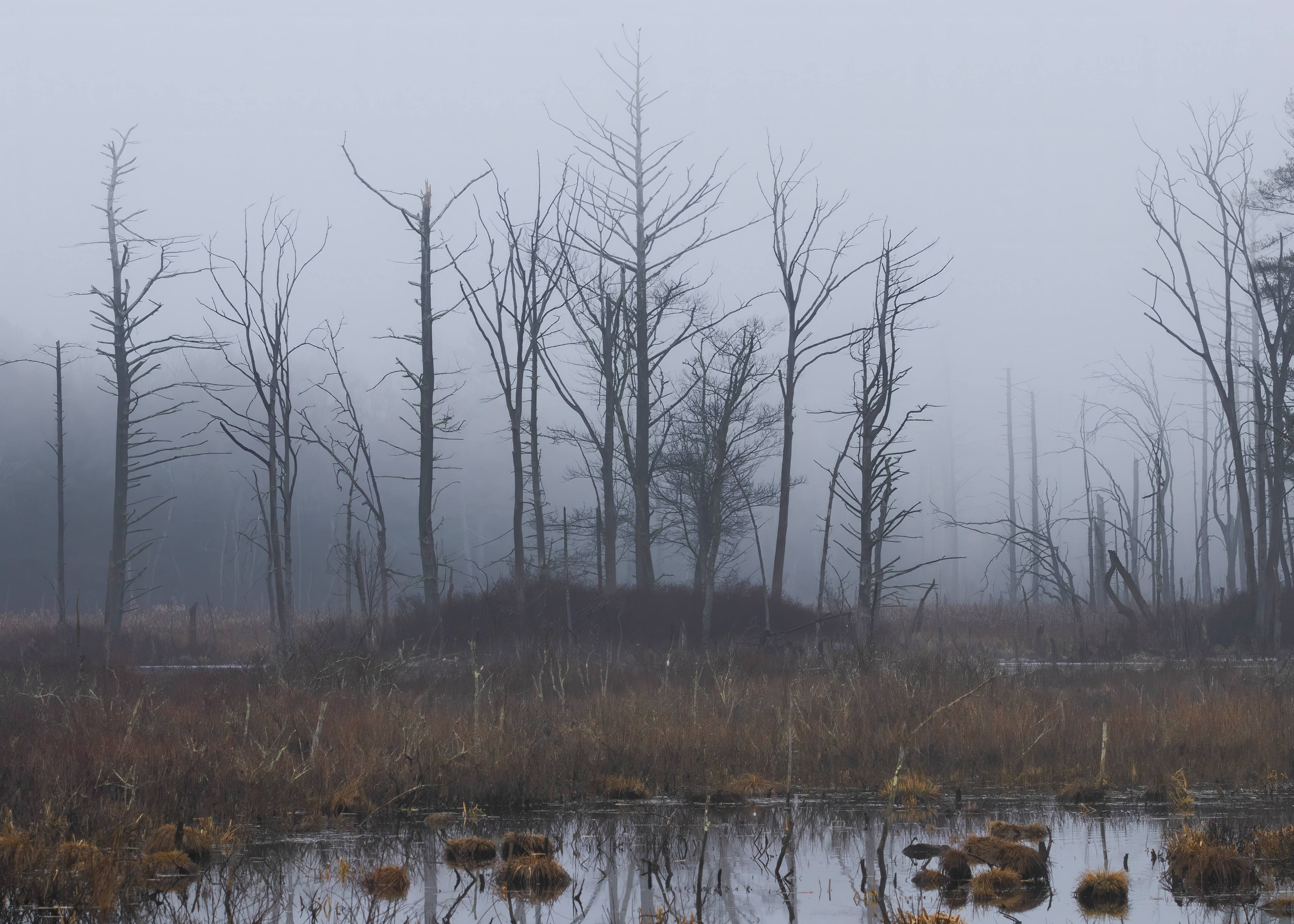 Marsh Island Fog