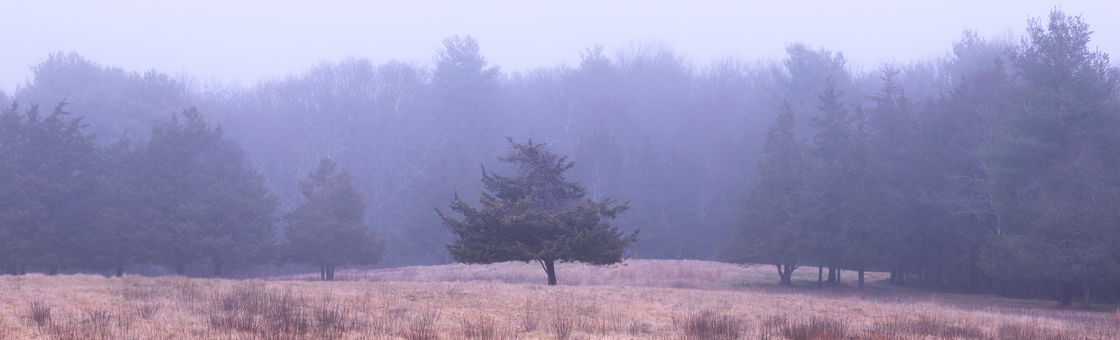 Out of the Fog