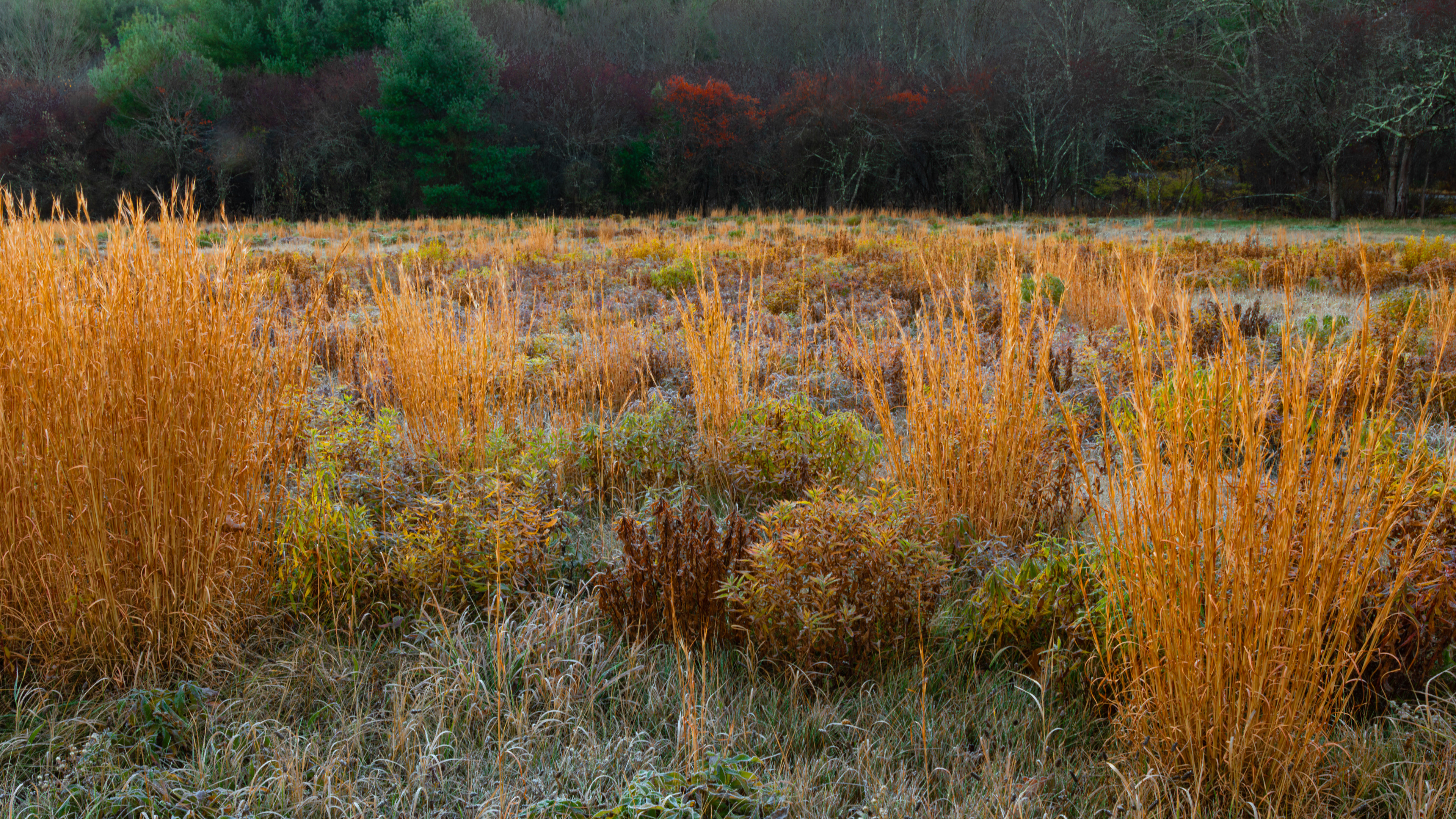 Frosted Morning Colors #1