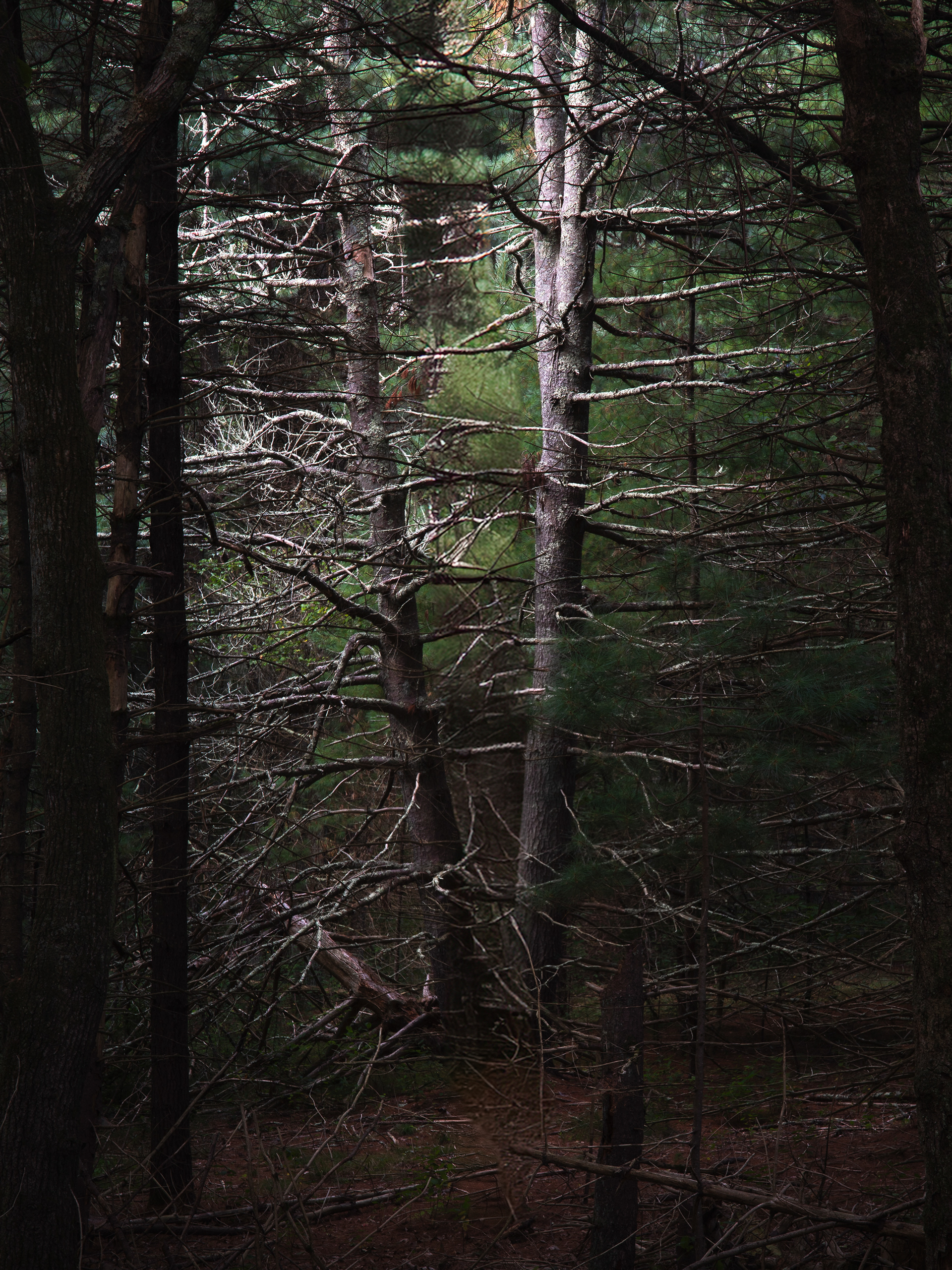 Darkness in the Light