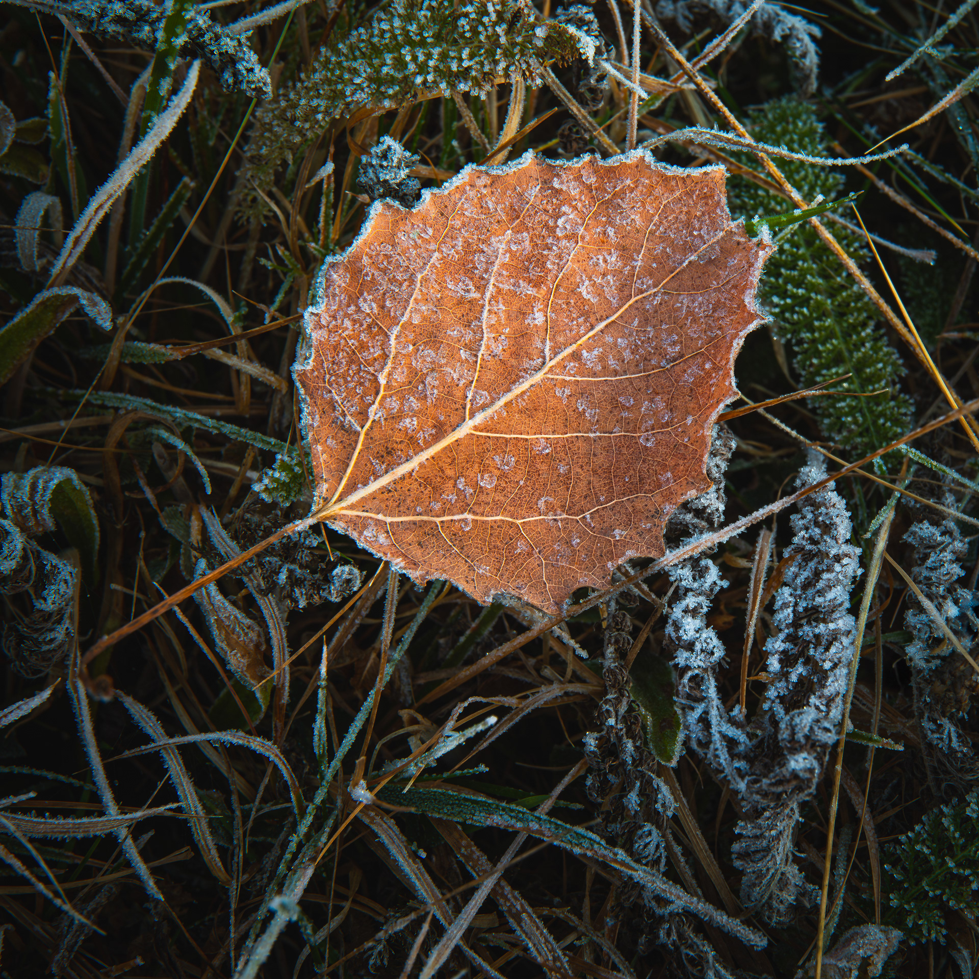 Frosted Beach