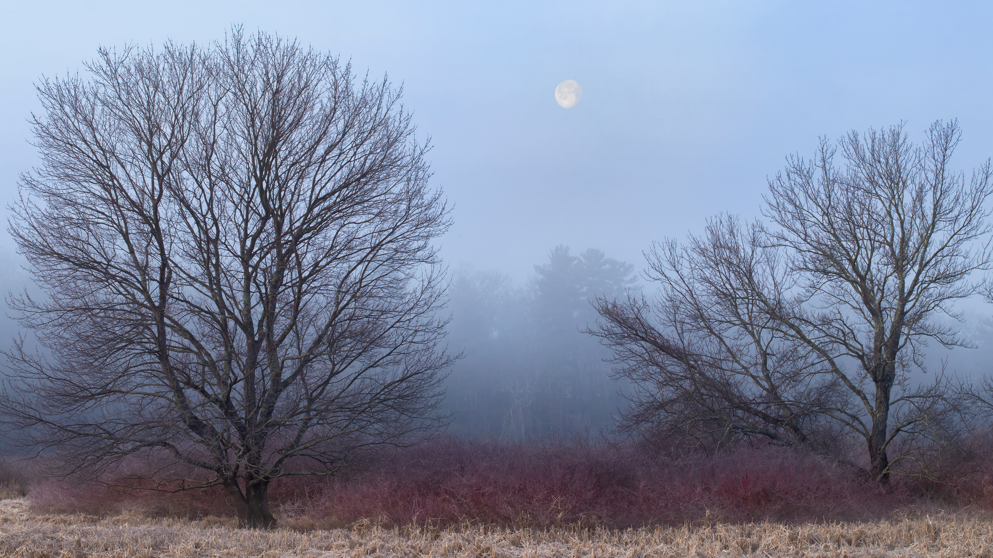 Moonset in the Fog
