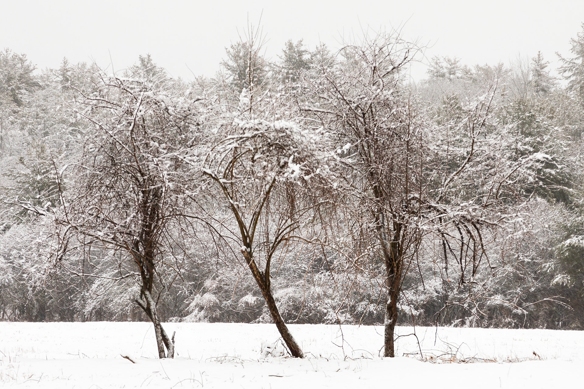 Three Sisters