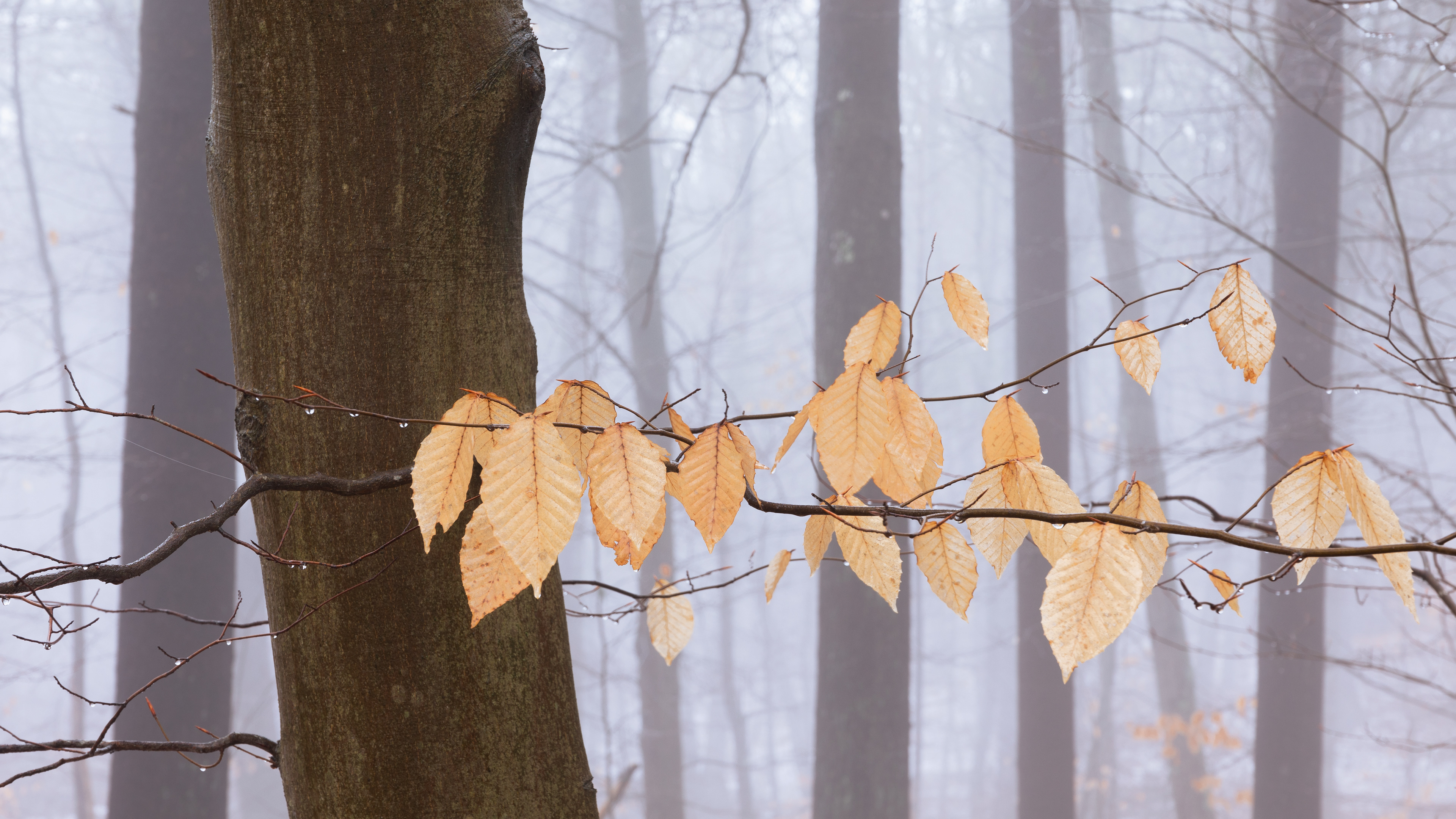 Ghosts in the Background
