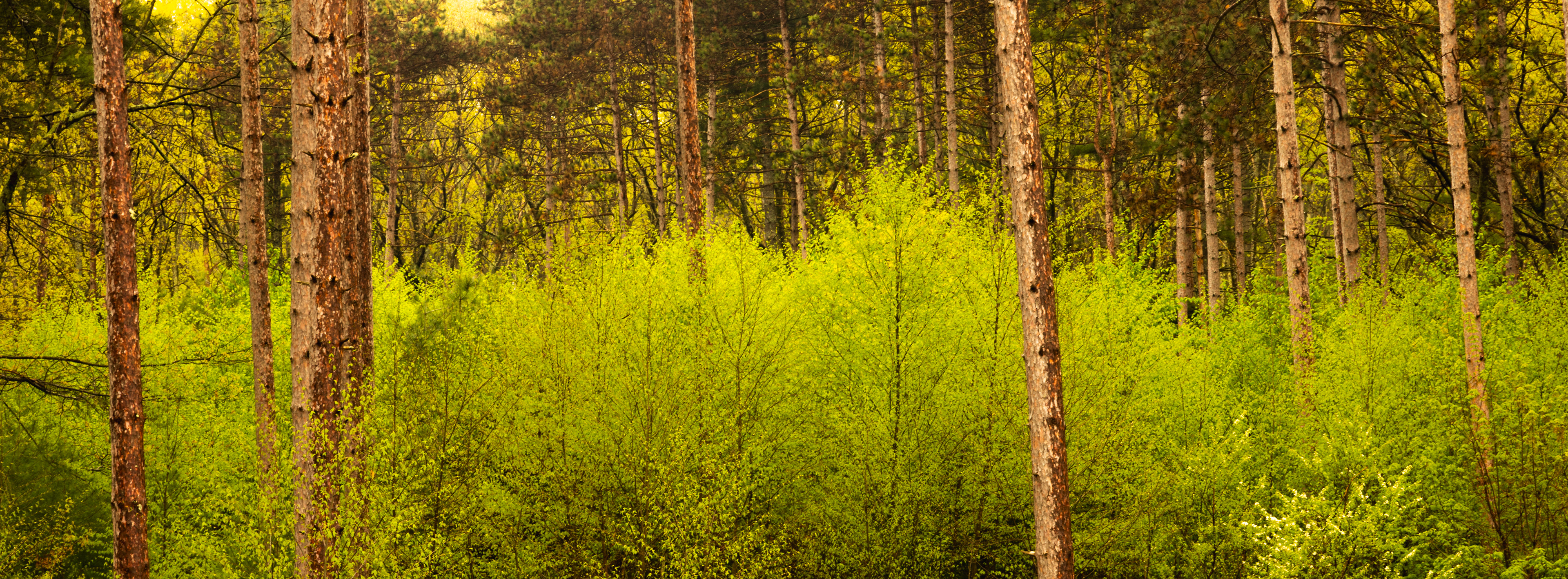 Spring Growth Among the Pines