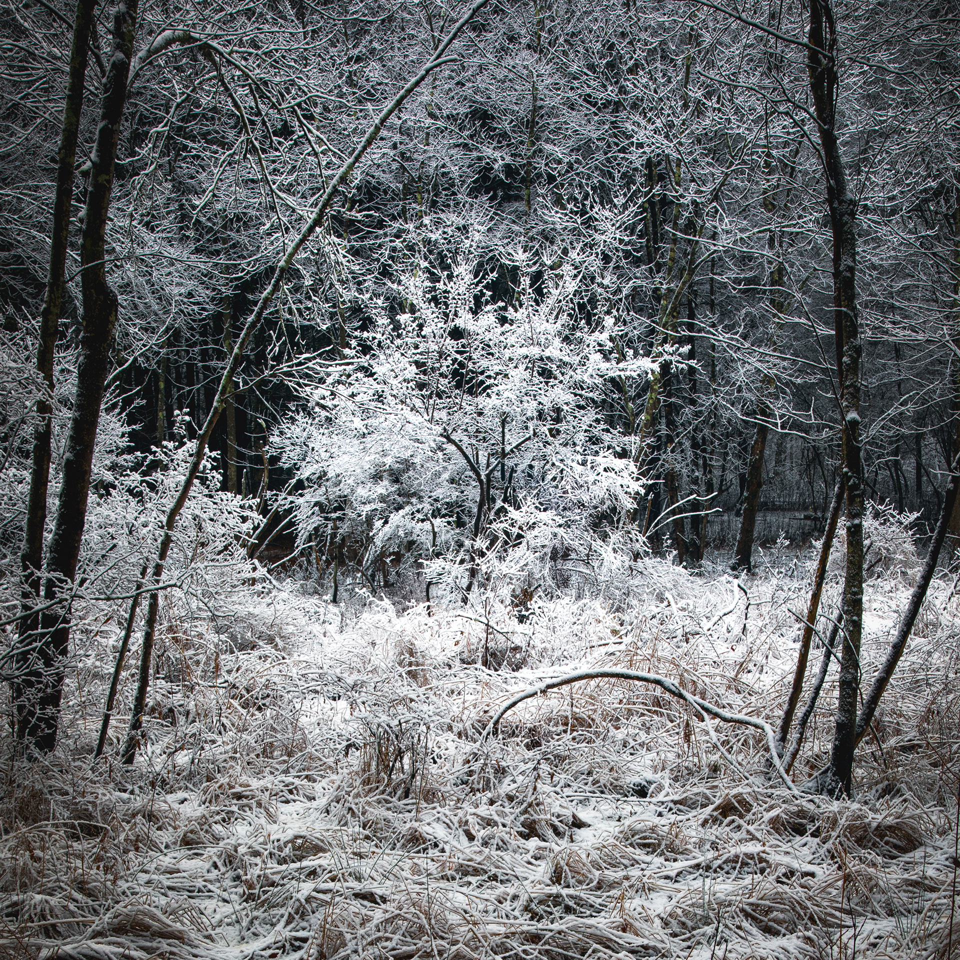 First Snow on Bullard