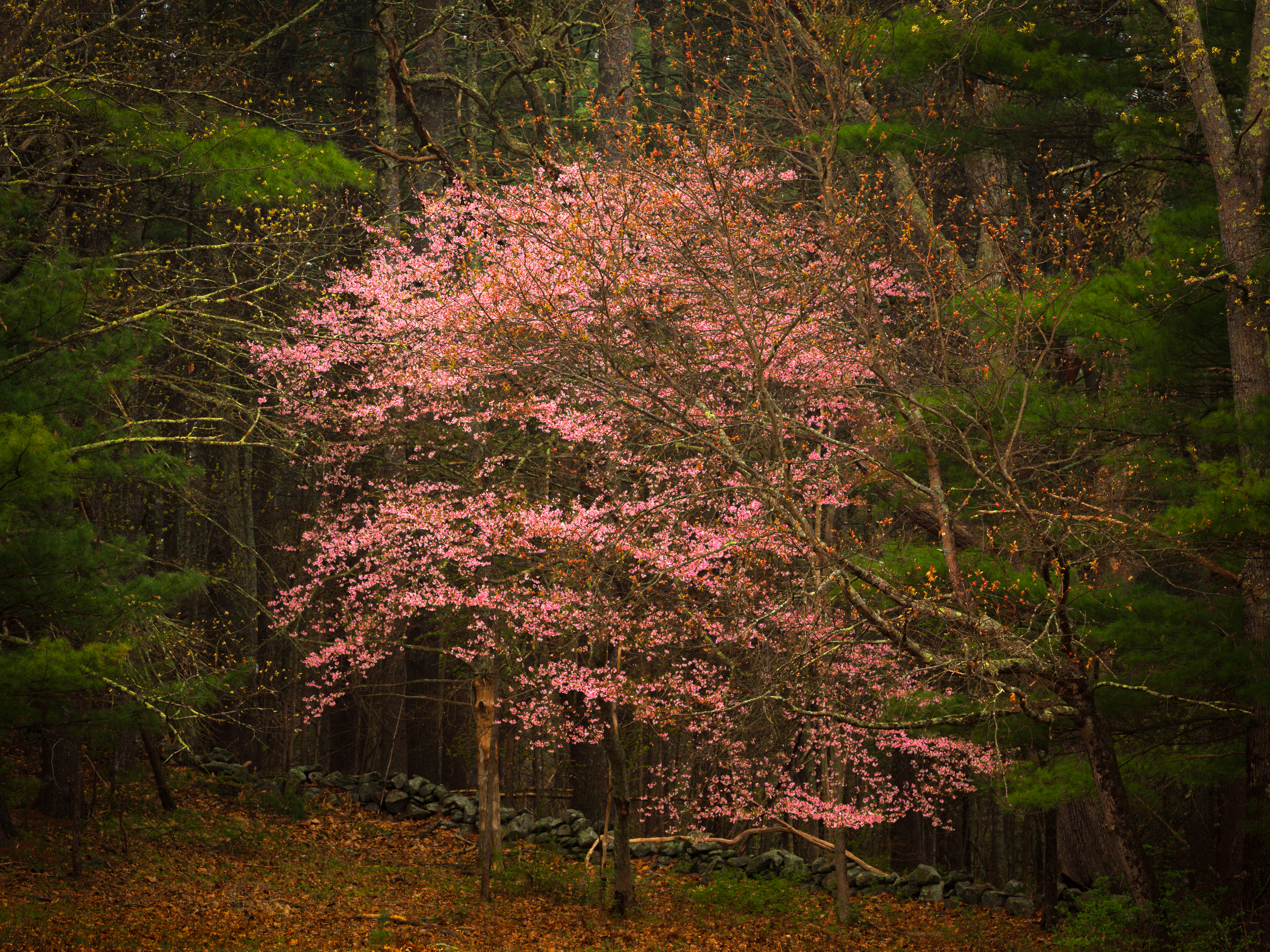 Pink Dogwood