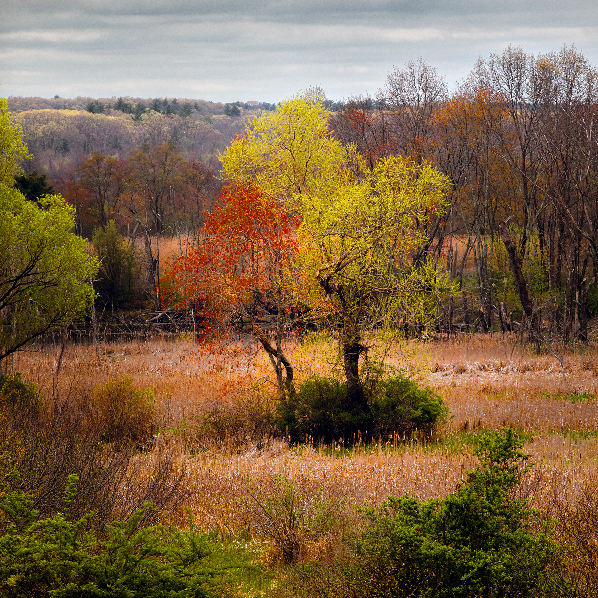Island in the Marsh