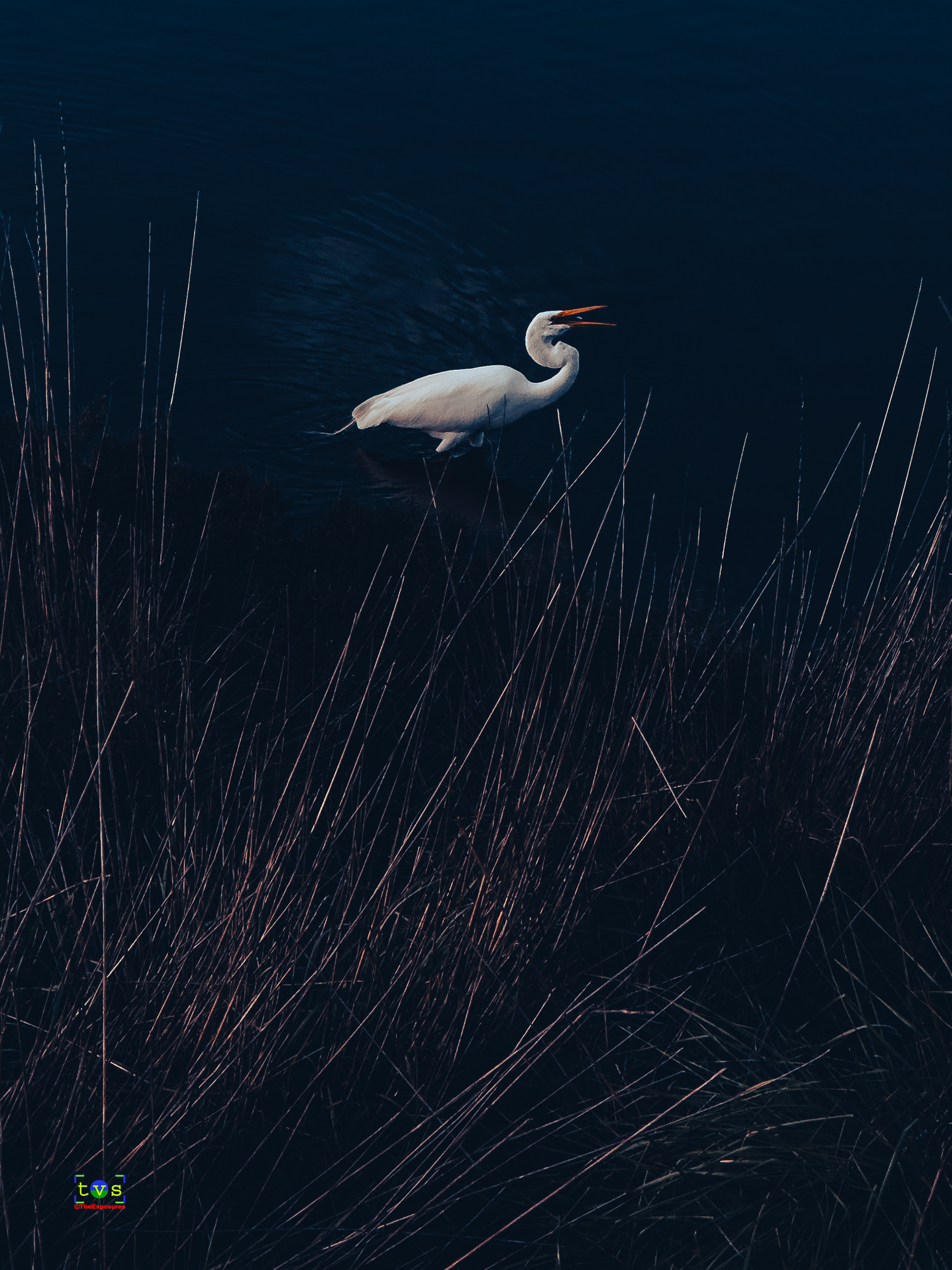 Good Catch