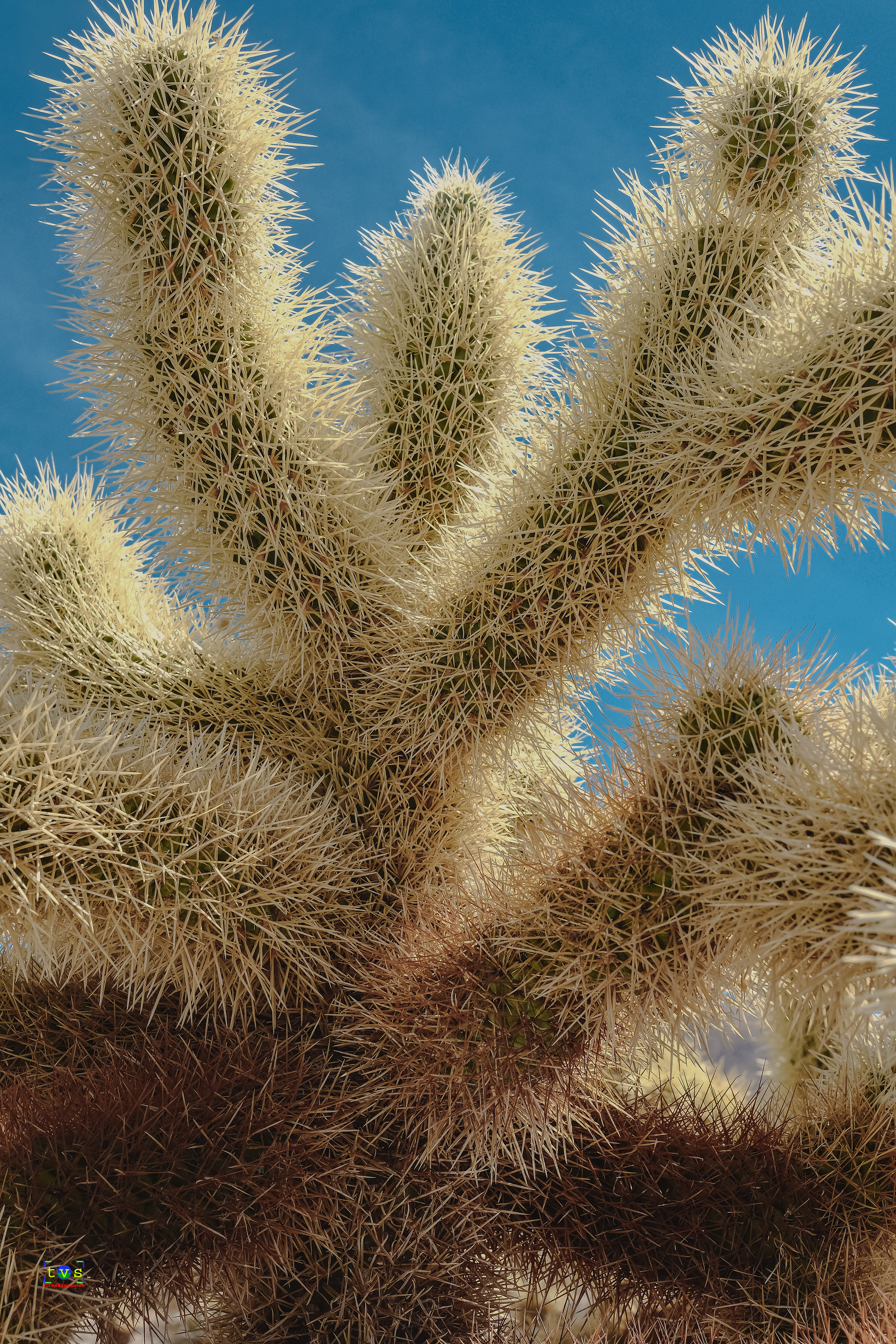Closeup with Cactus