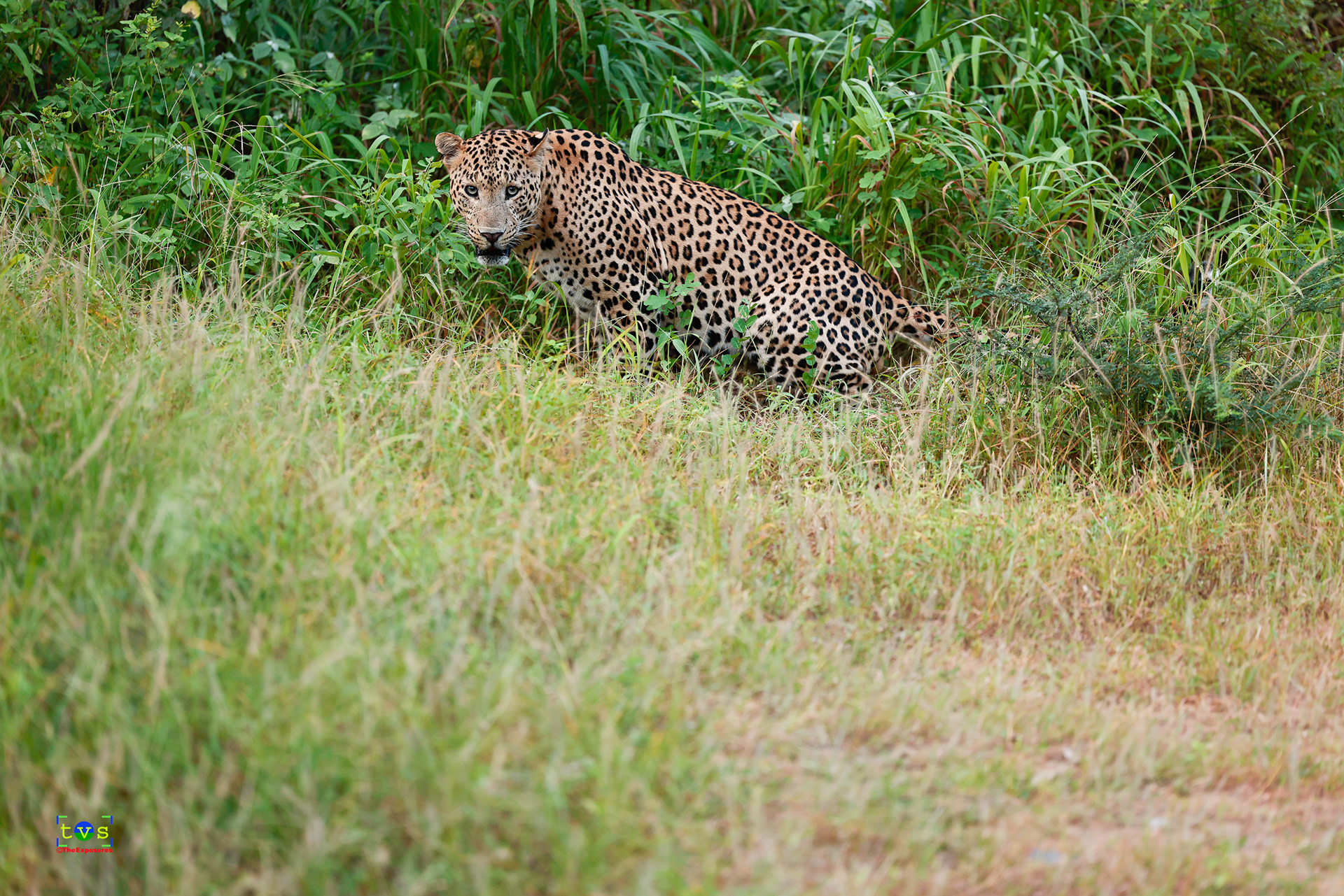 Rana - The Leopard