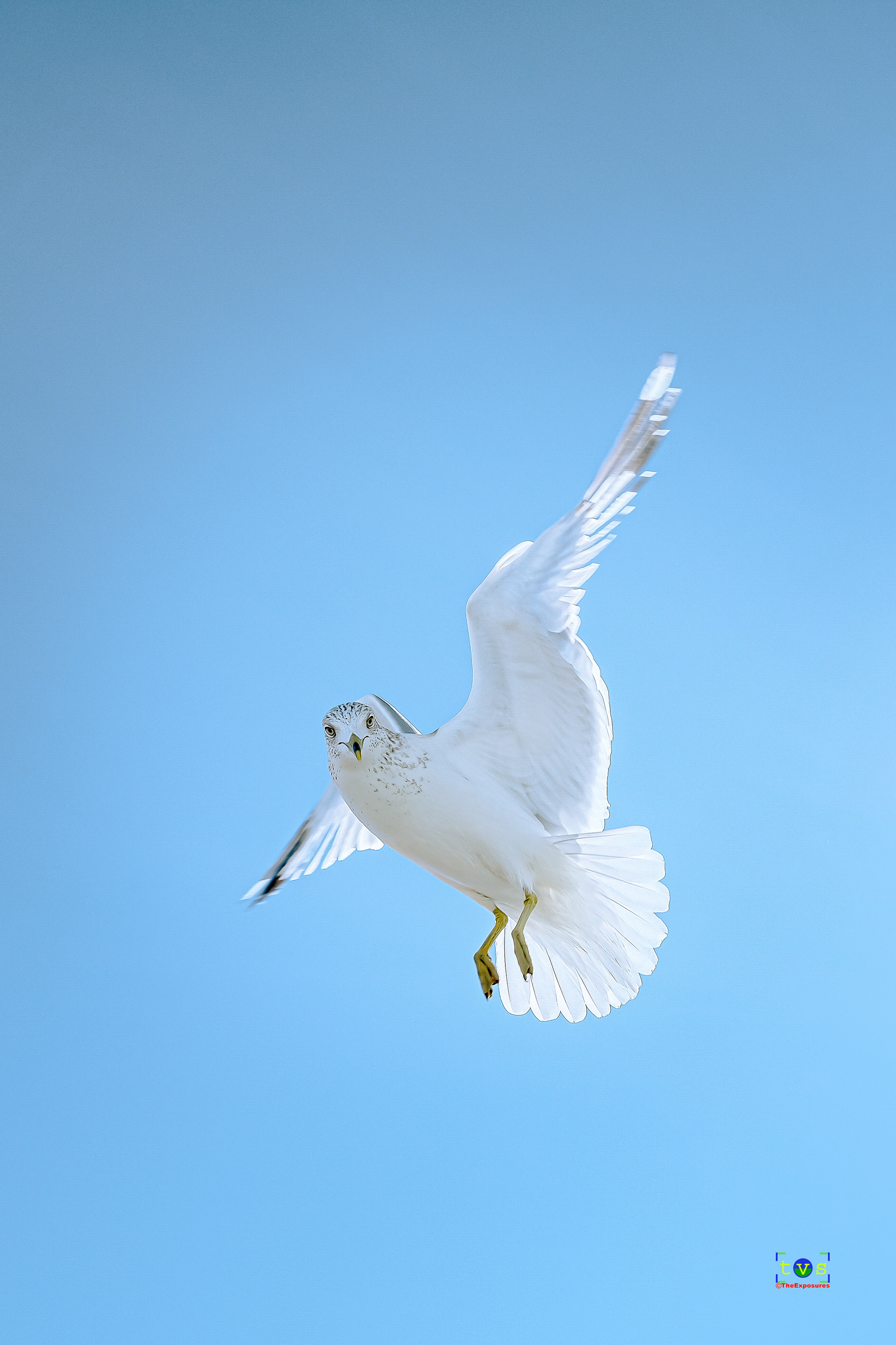 Be Free !