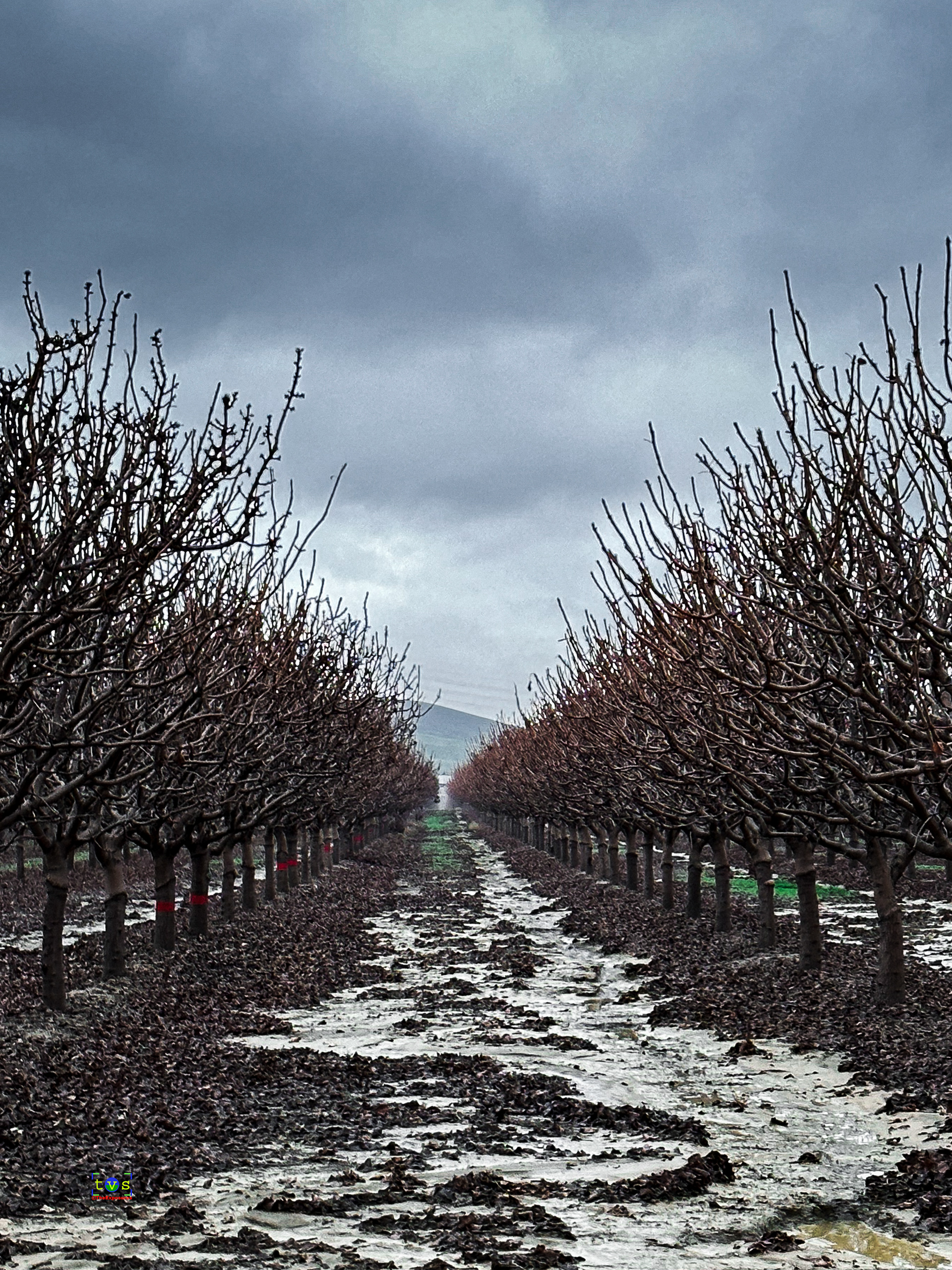 In Order by Design #1