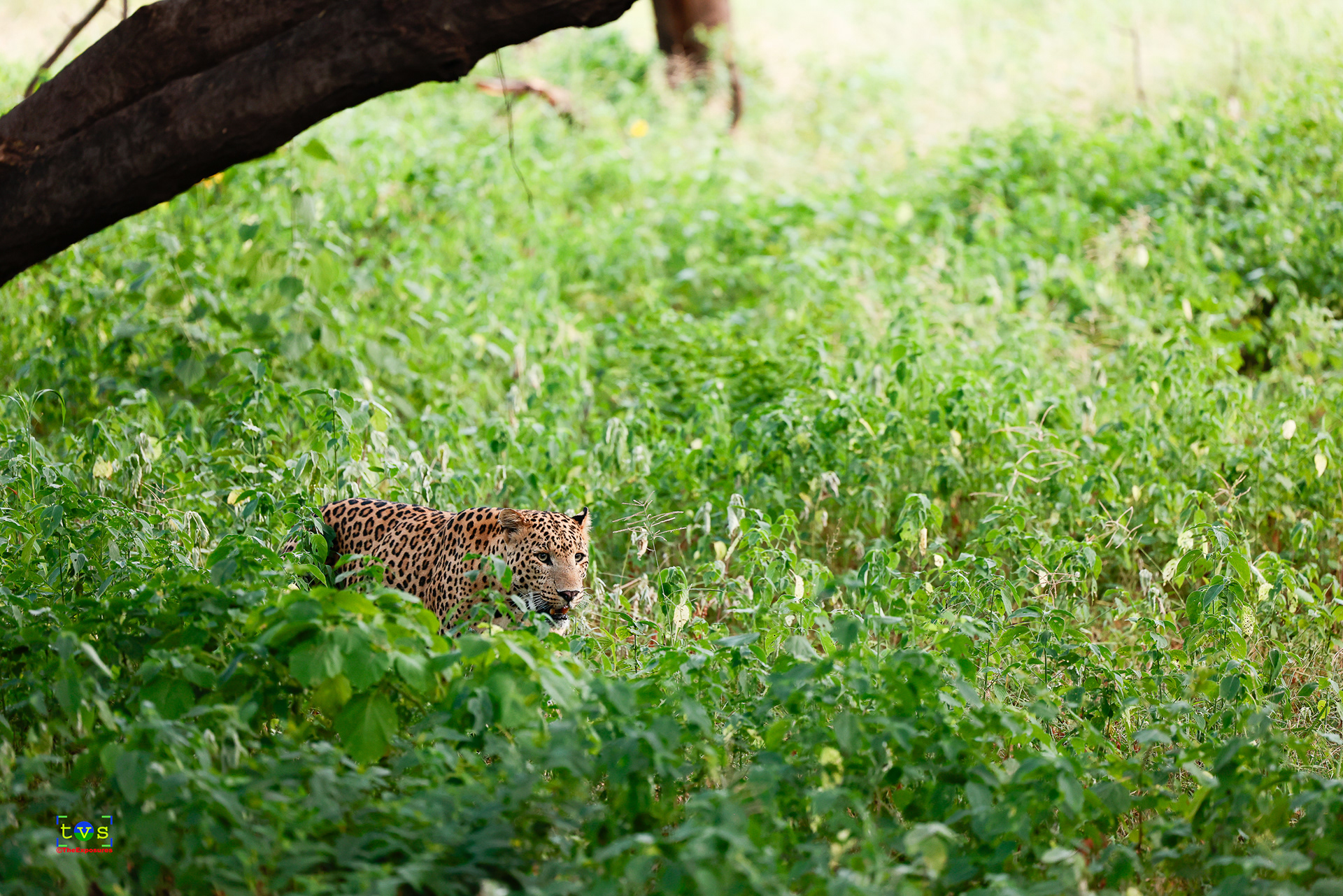 Rana - The Leopard