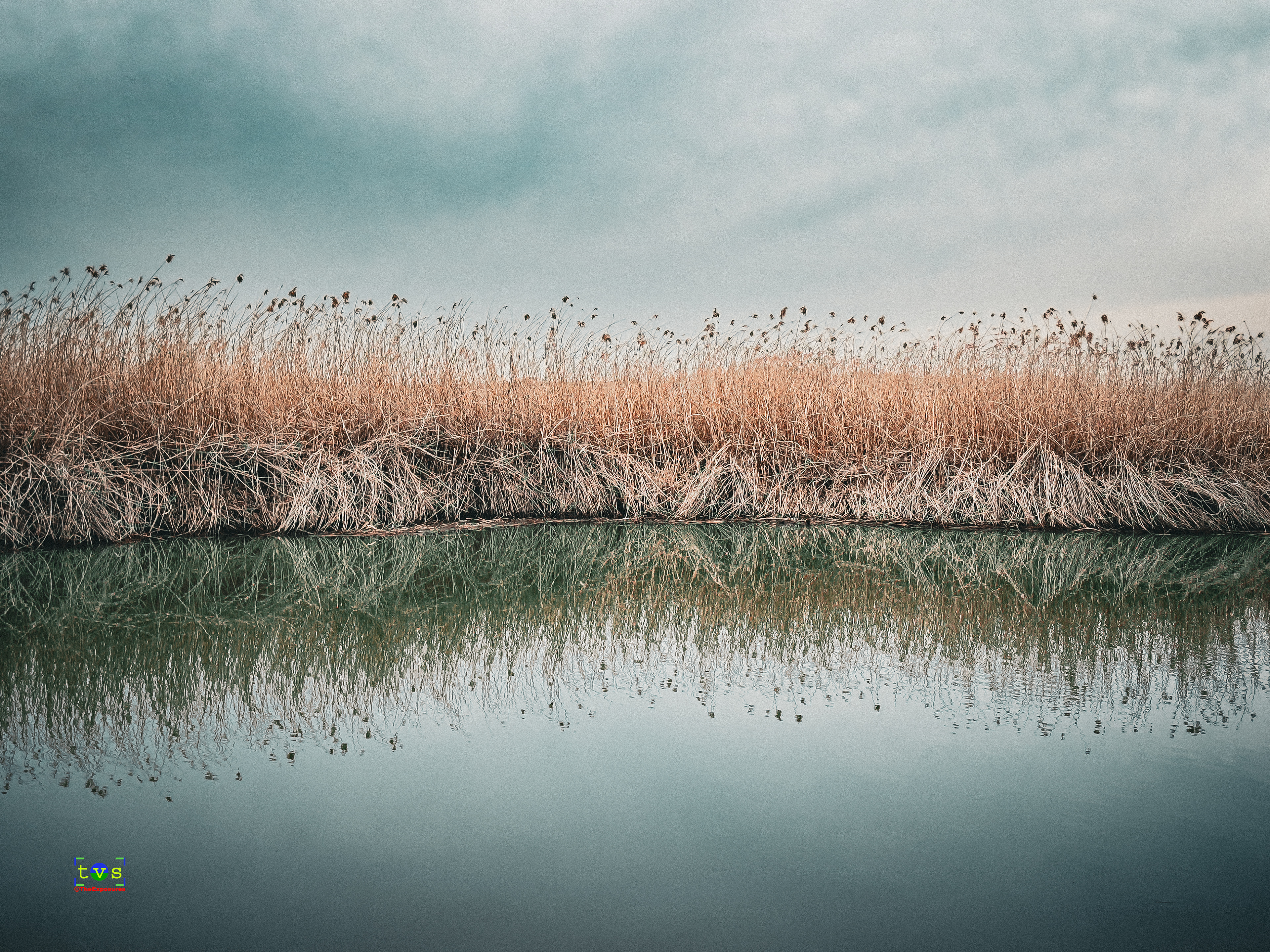Reeds and Slough
