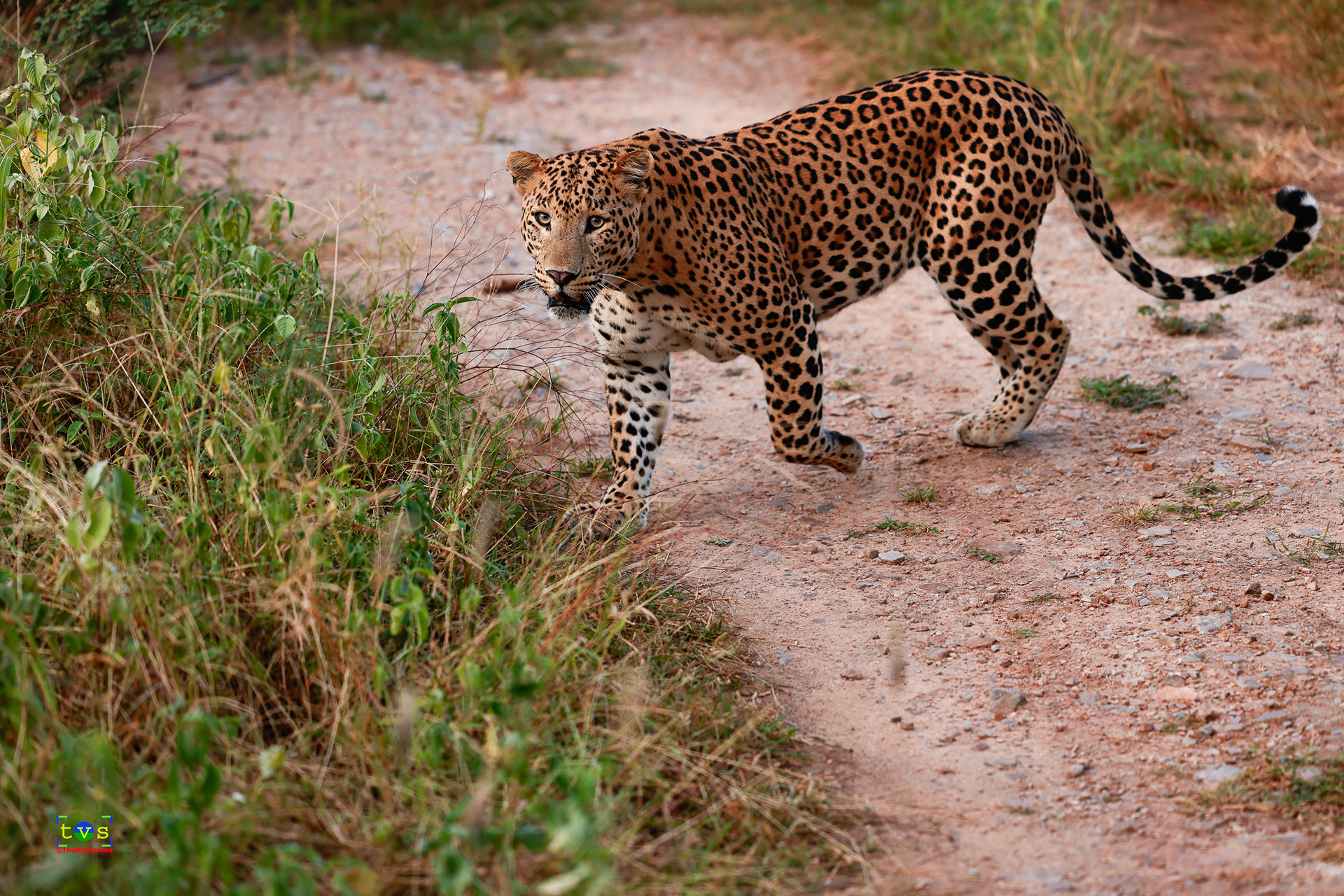Rana - The Leopard