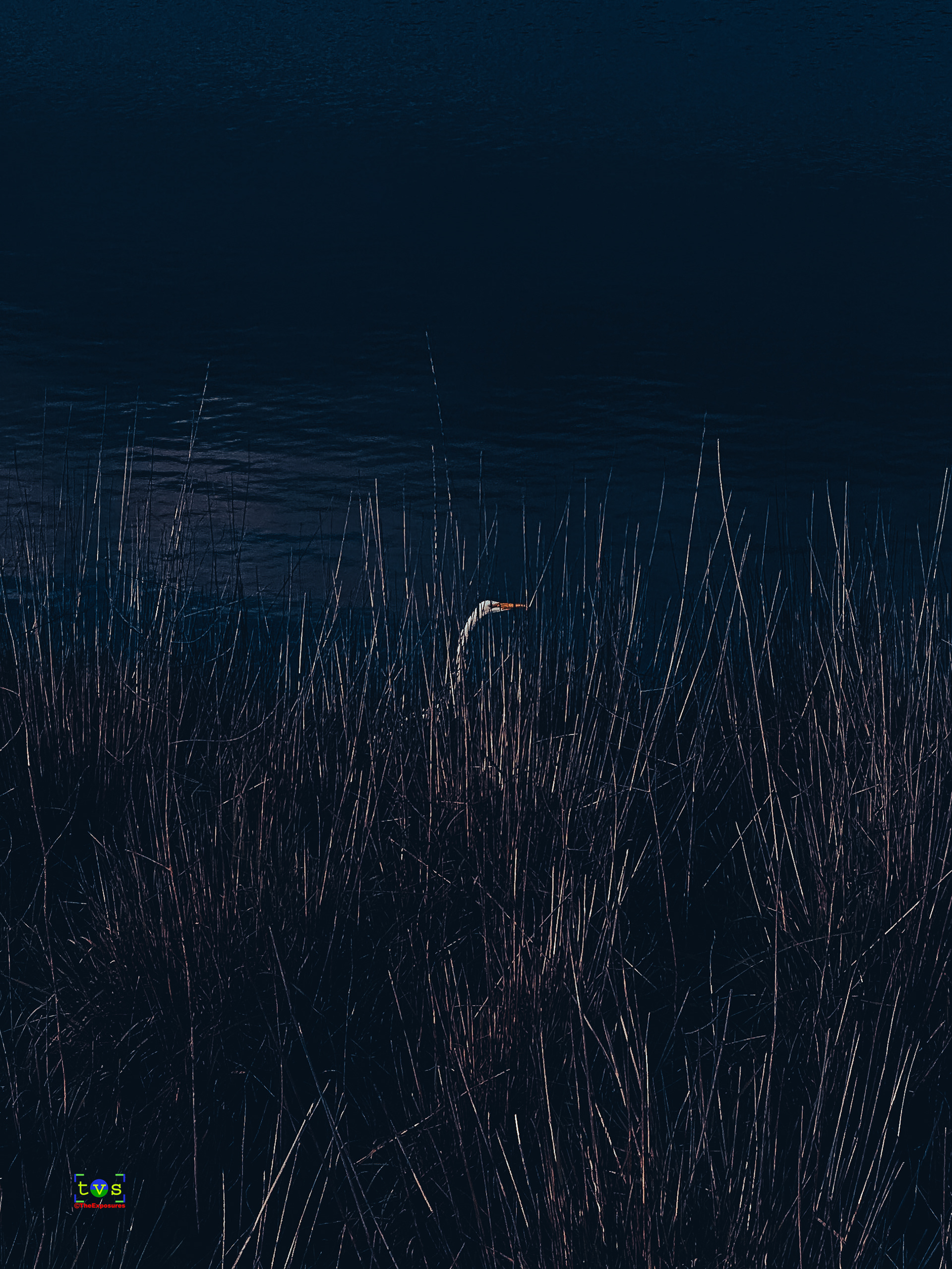Hide and Seek