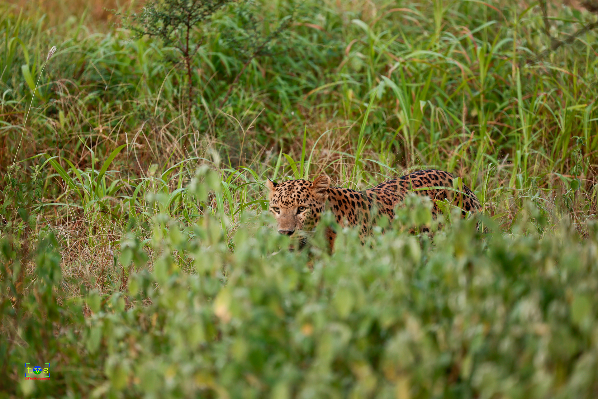 Rana - The Leopard