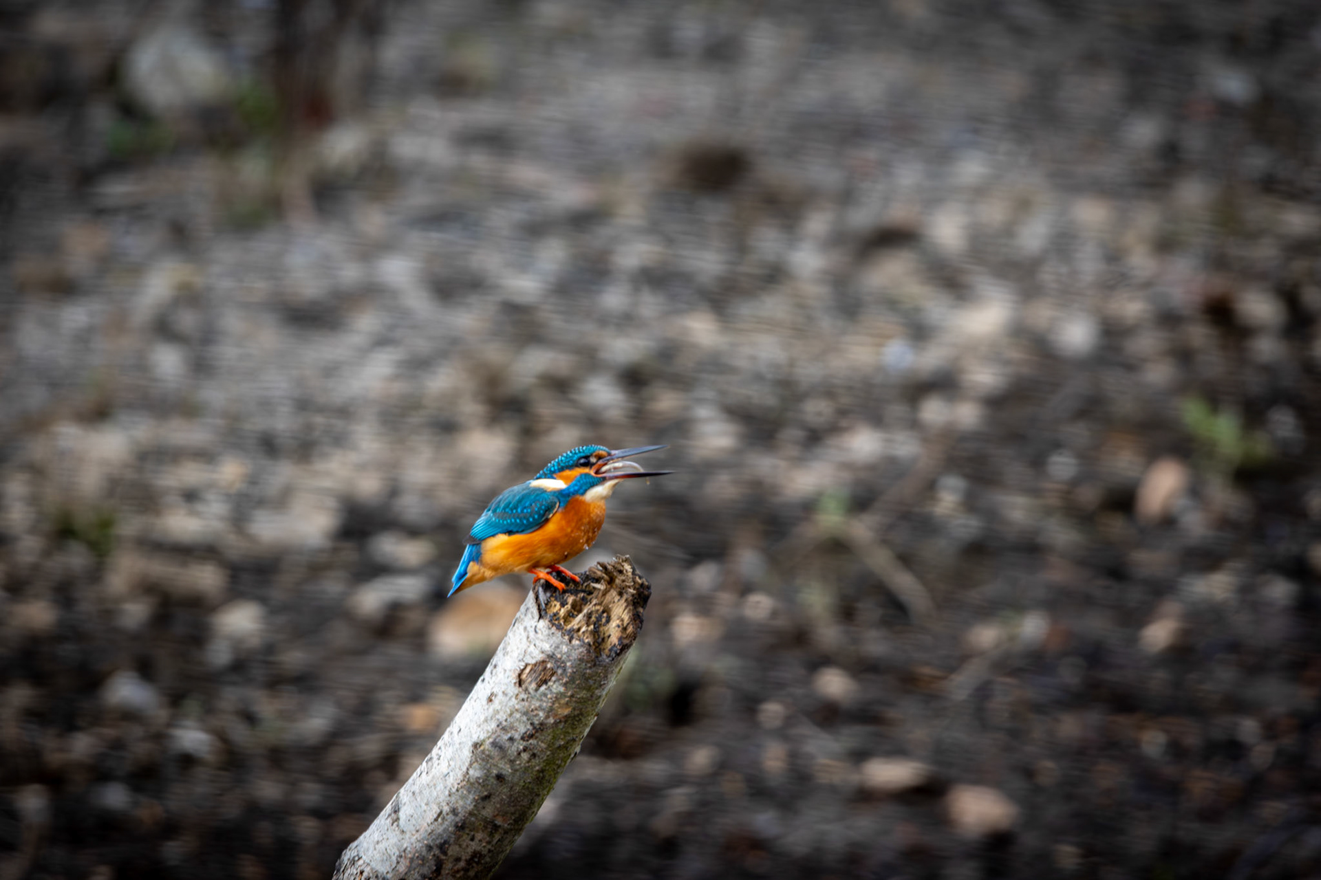 Kingfisher with fish