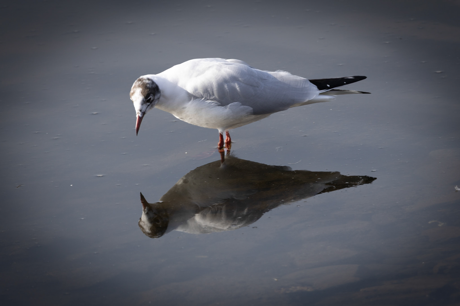 Gul looking at reflection