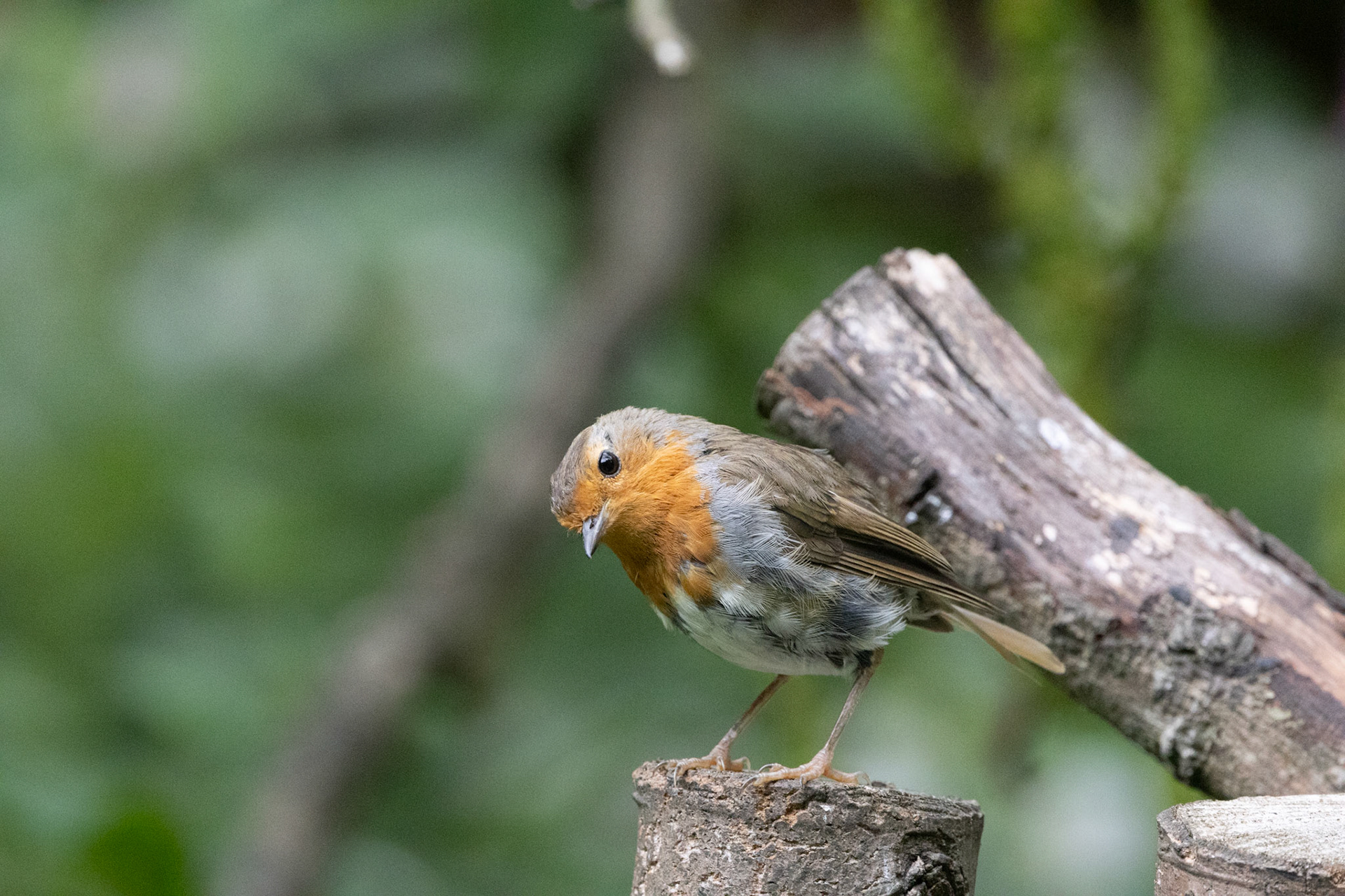 Robin
