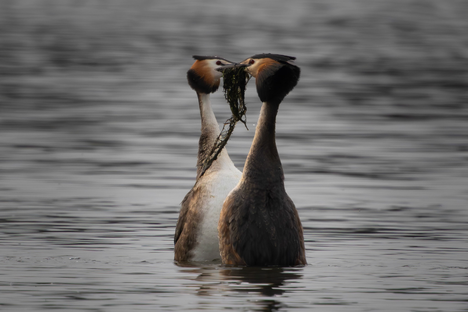 Great Crested Grebes passing the reeds