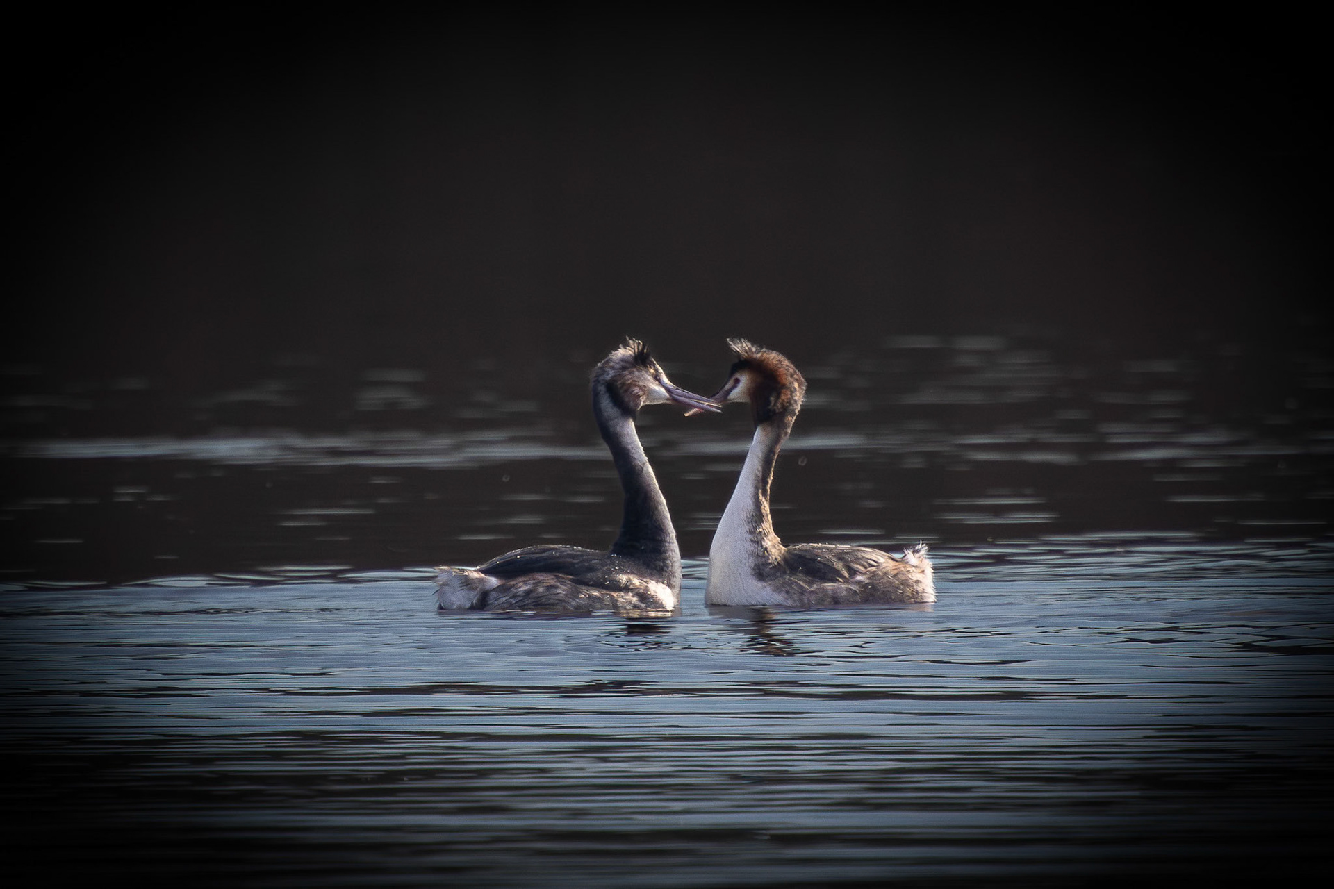 Great Crested Grebe Reed Dance