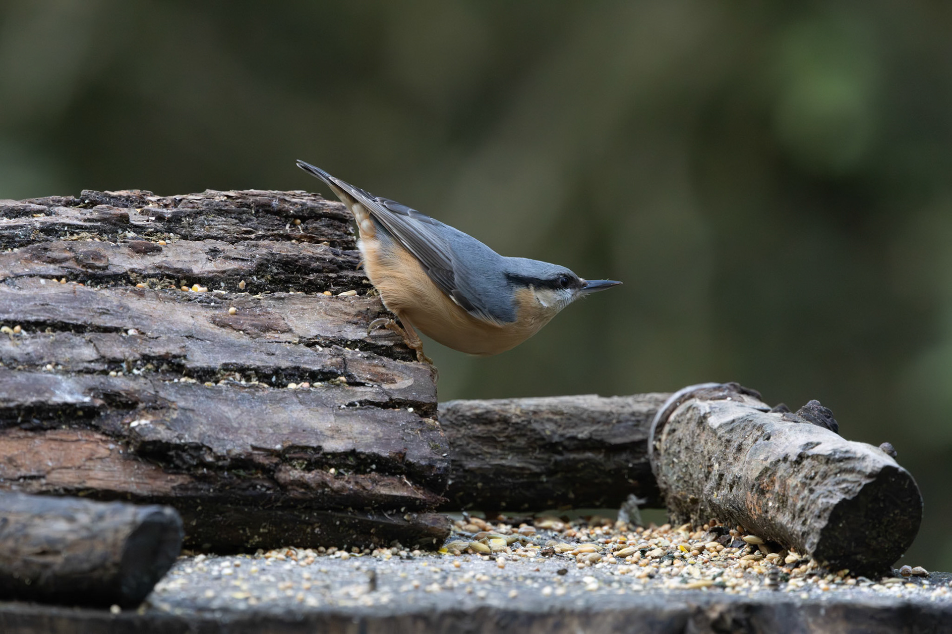 Nuthatch