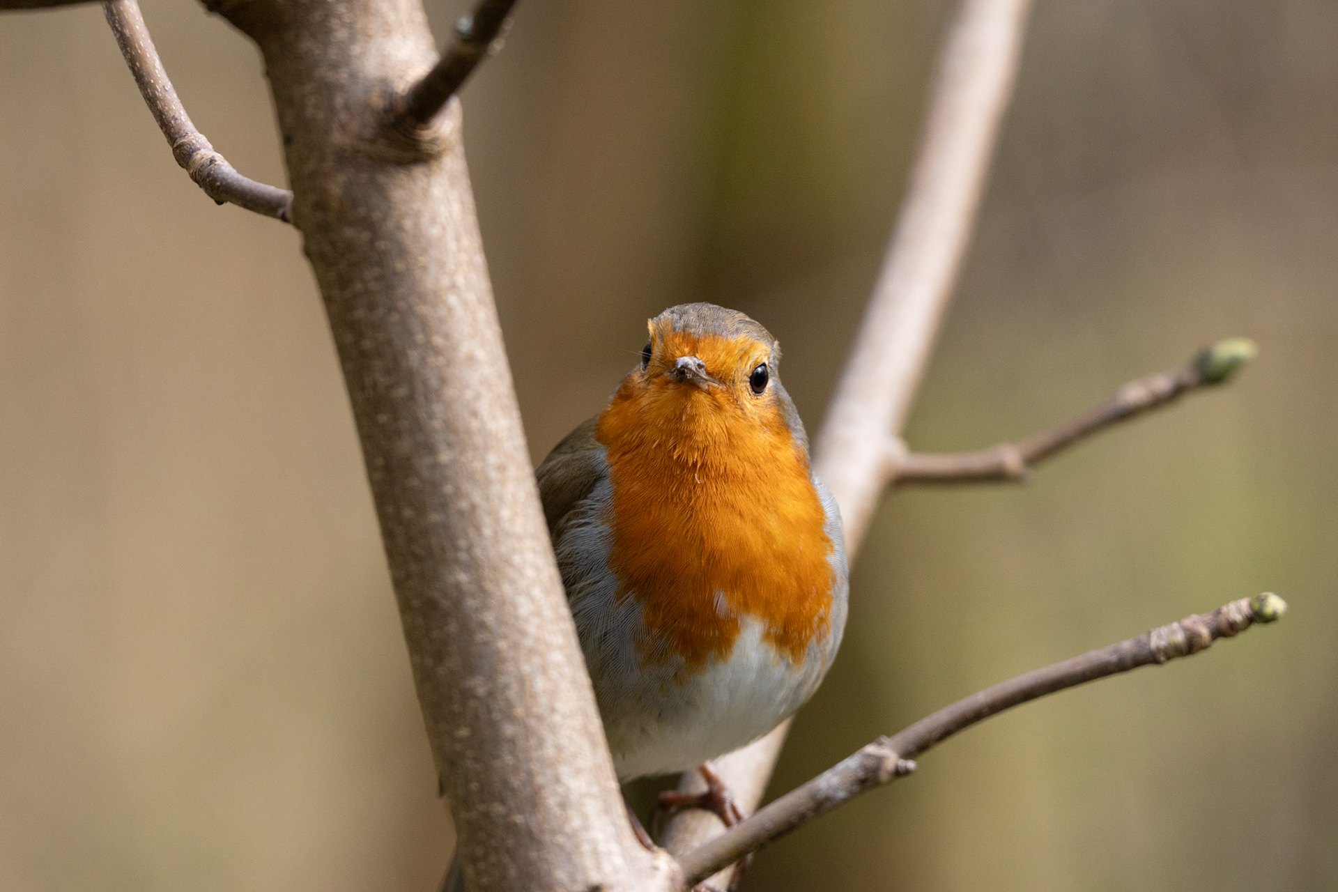 Robin