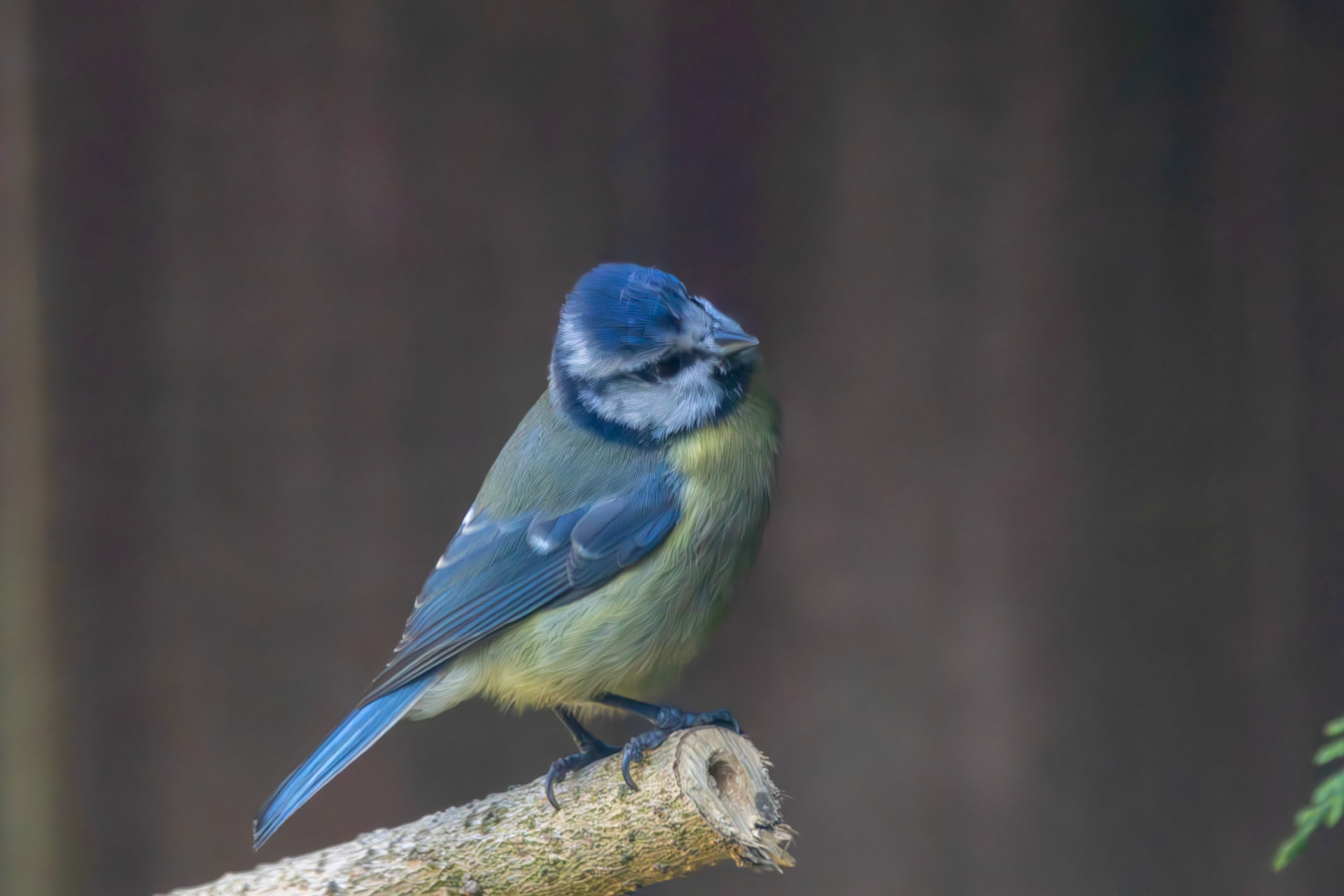 Blue Tit
