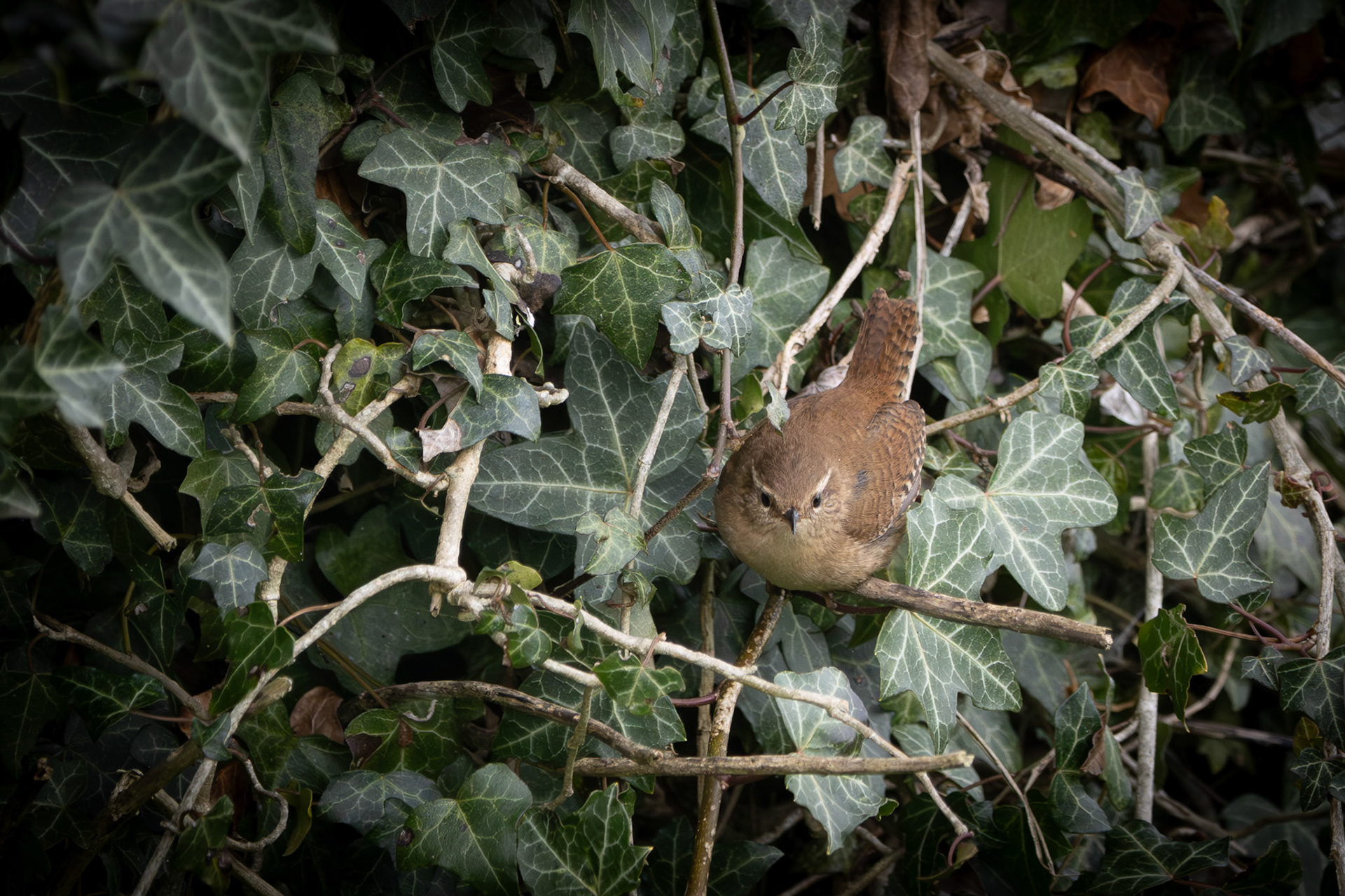Wren