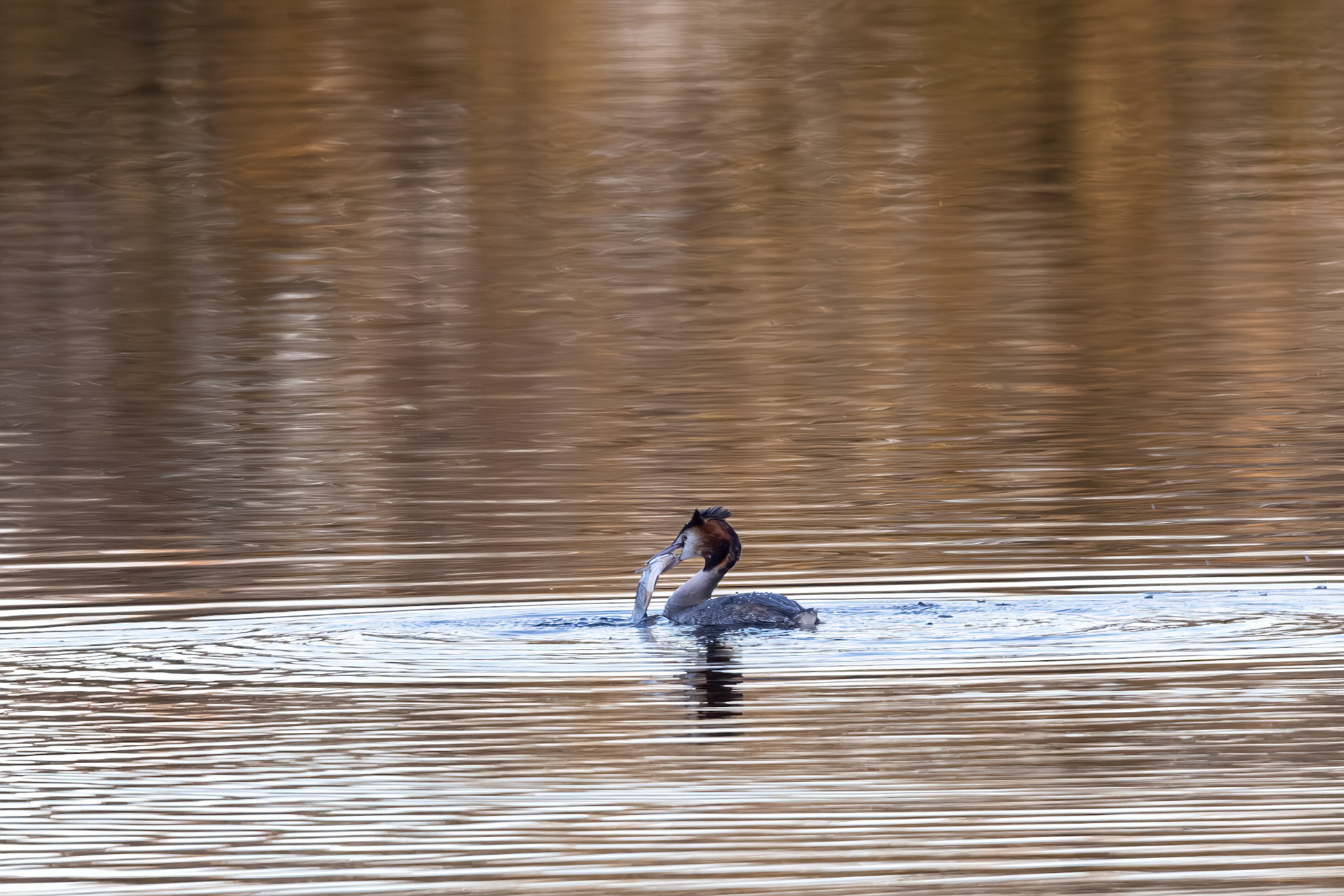 Great Crested Grebe with Fish