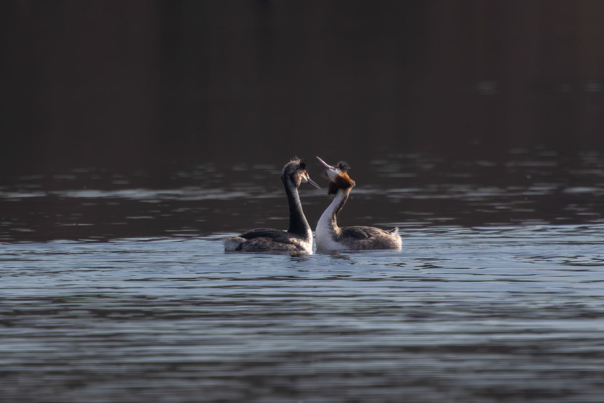 Great Crested Grebe Reed Dance