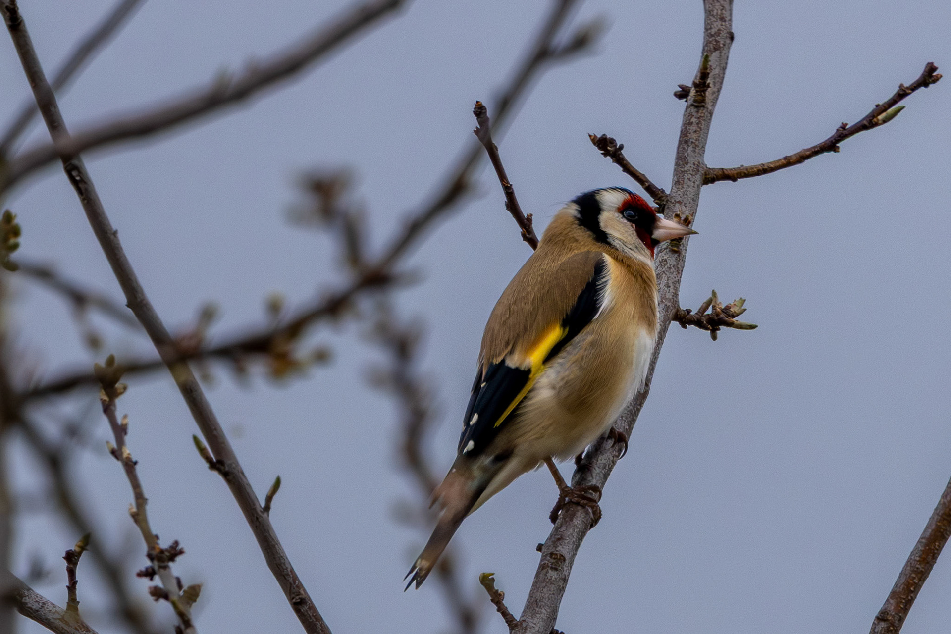 Goldfinch