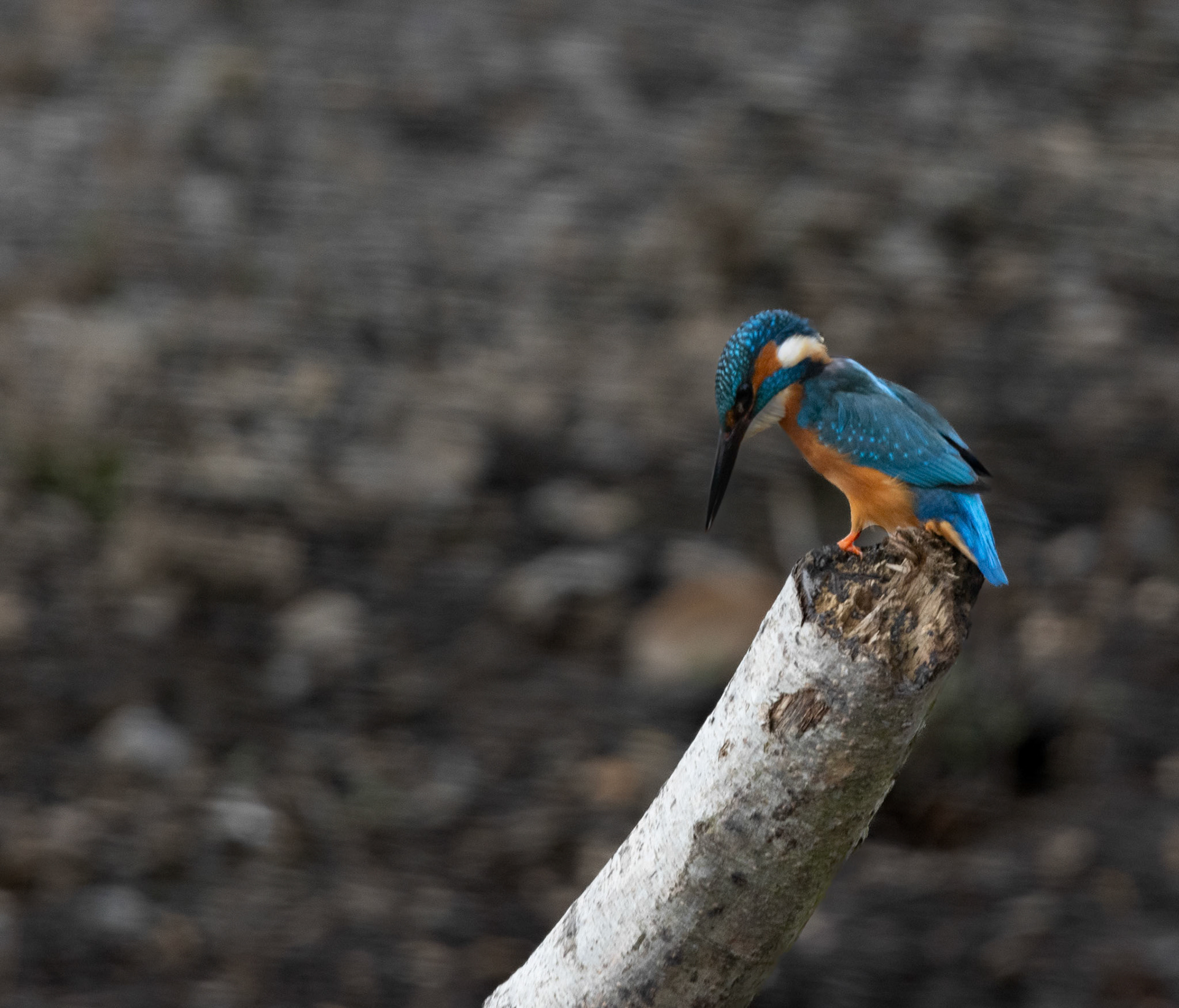 Kingfisher