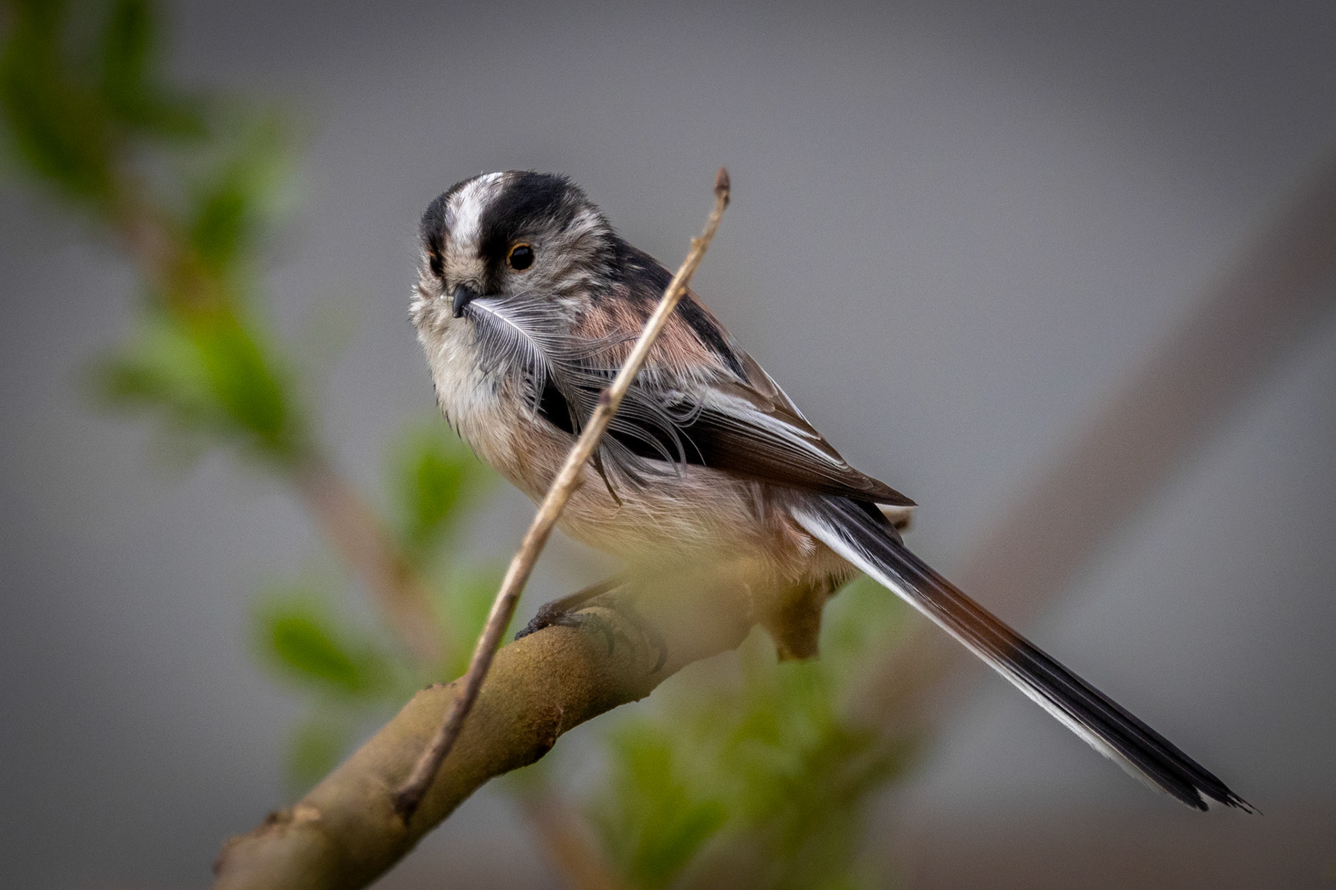 Long Tail Tit