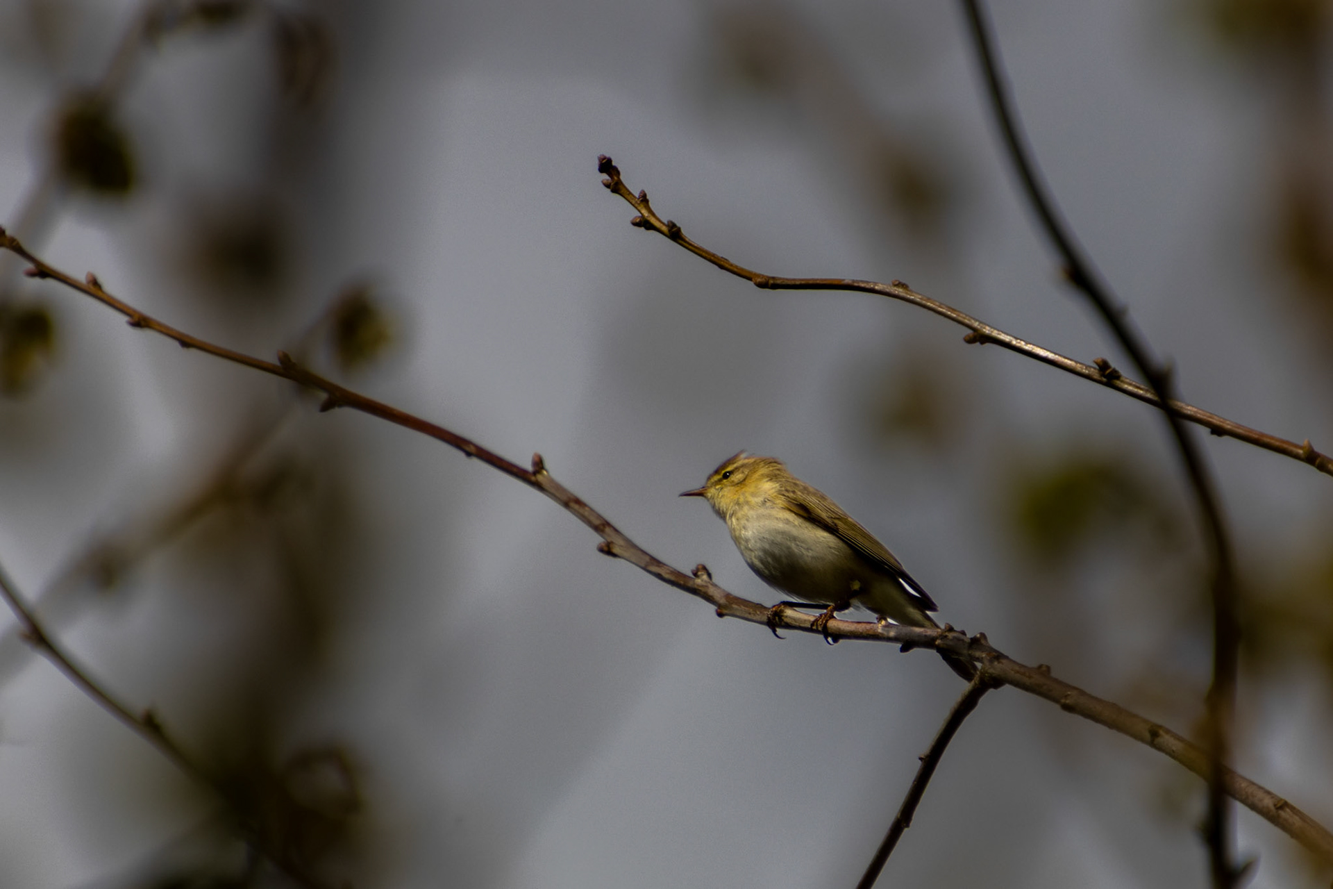 Willow Warbler