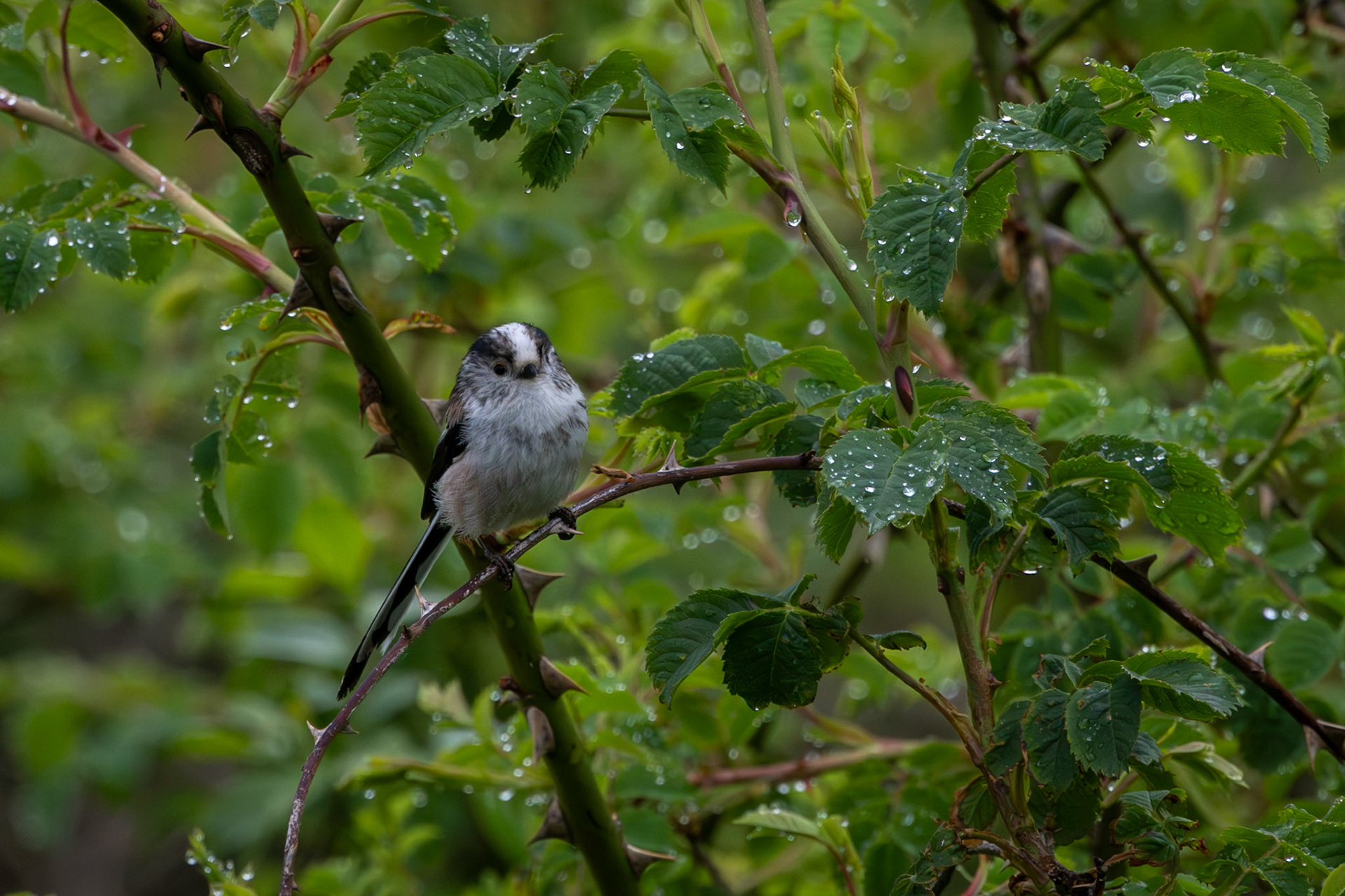 Long Tail Tit