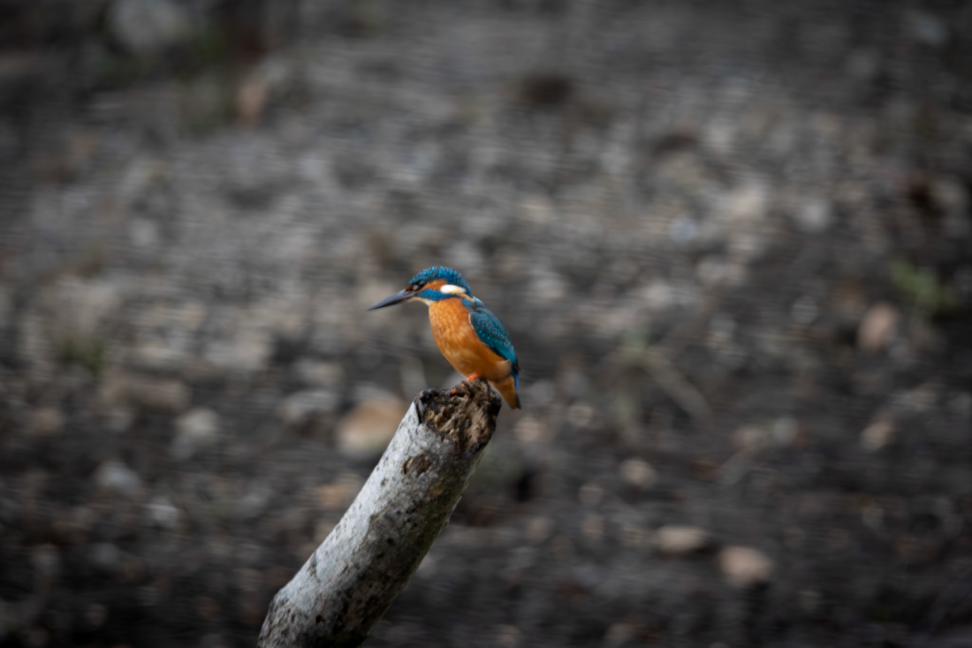 Kingfisher 