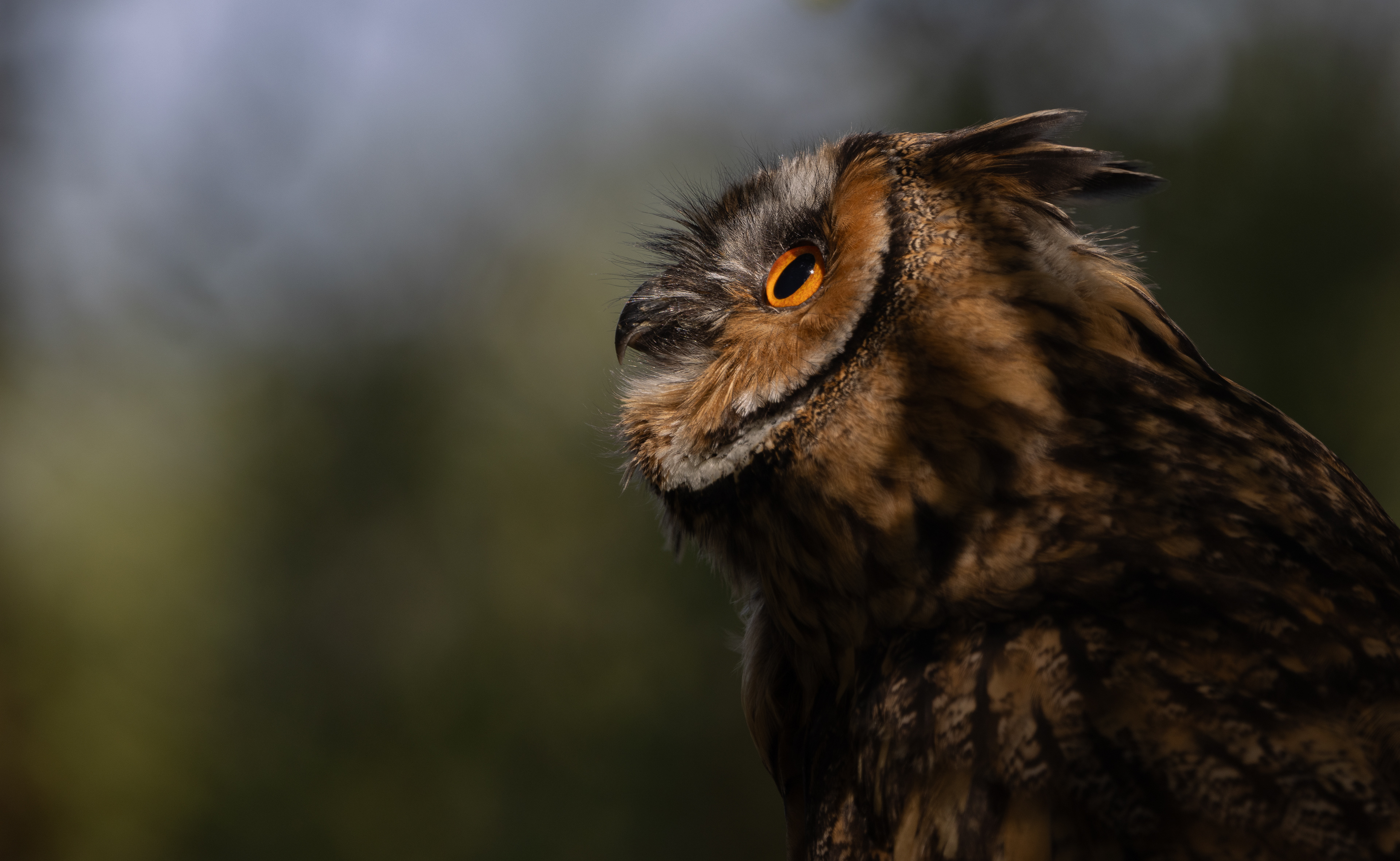 Short eared owl