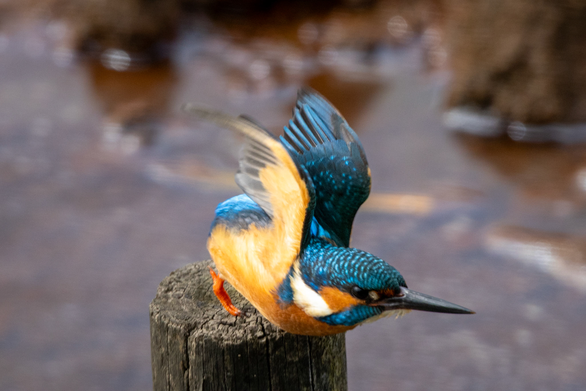Kingfisher about to take off