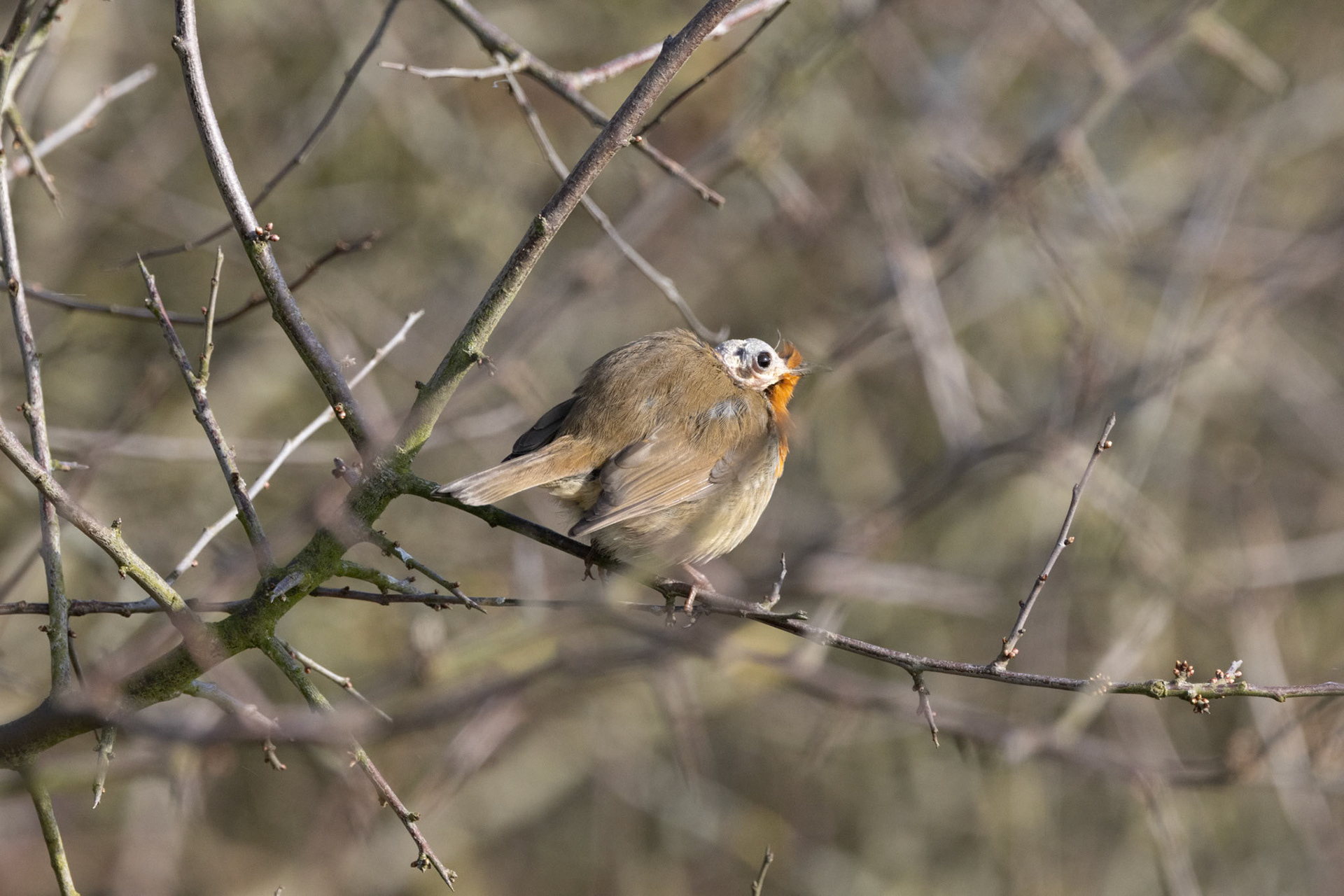 Robin missing its face
