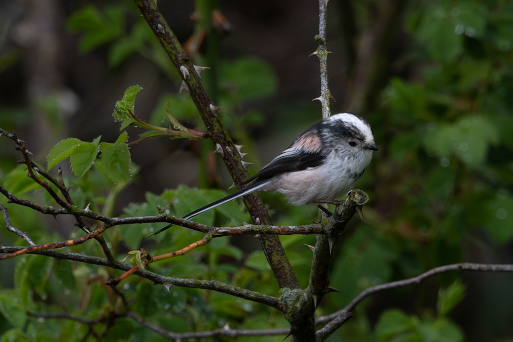Long Tail Tit
