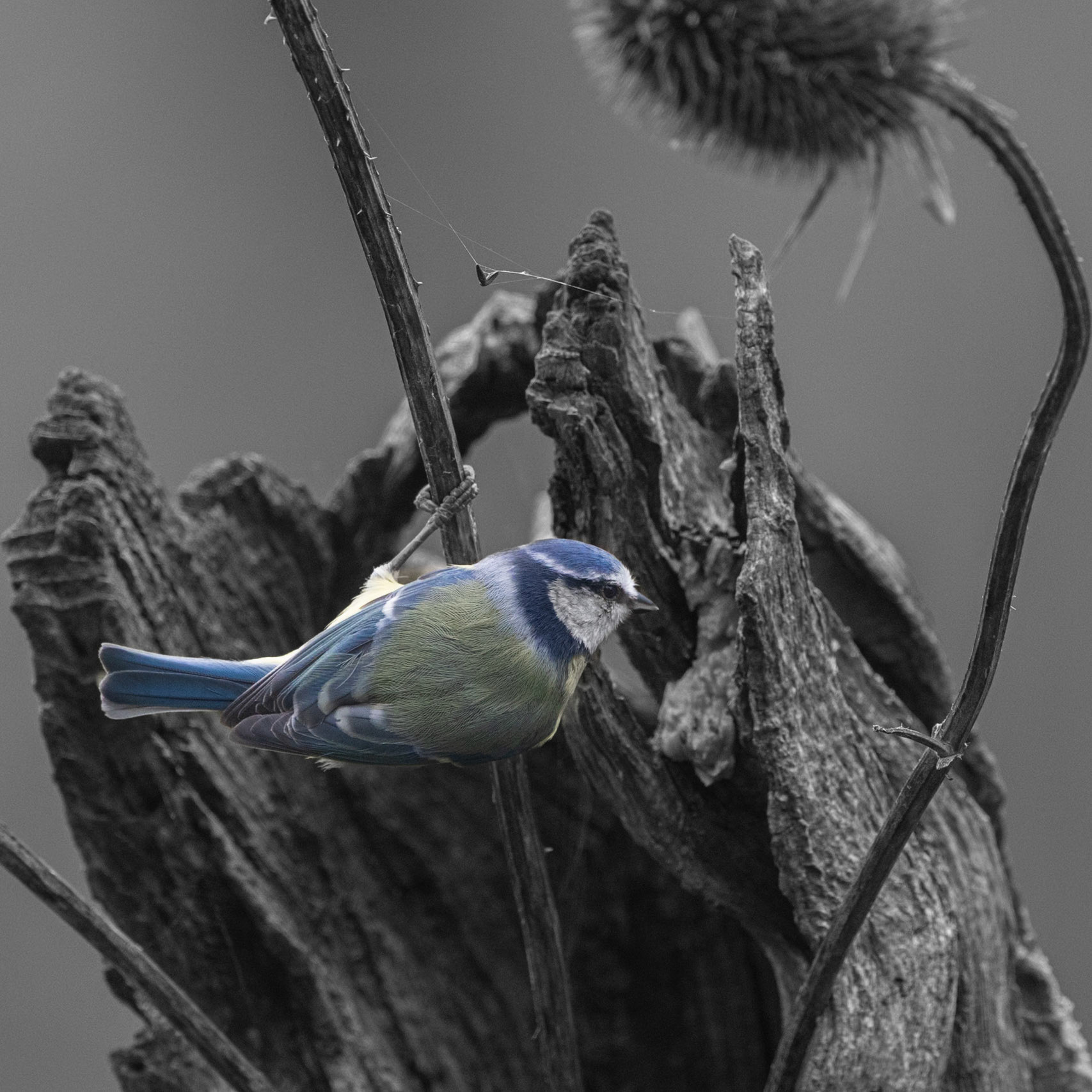 Blue Tit
