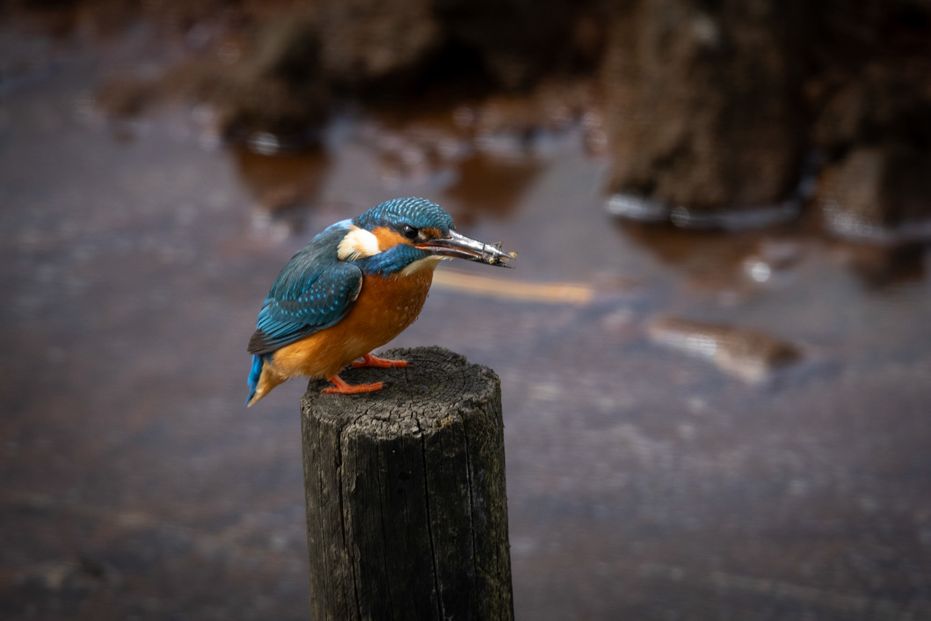 Kingfisher with insect