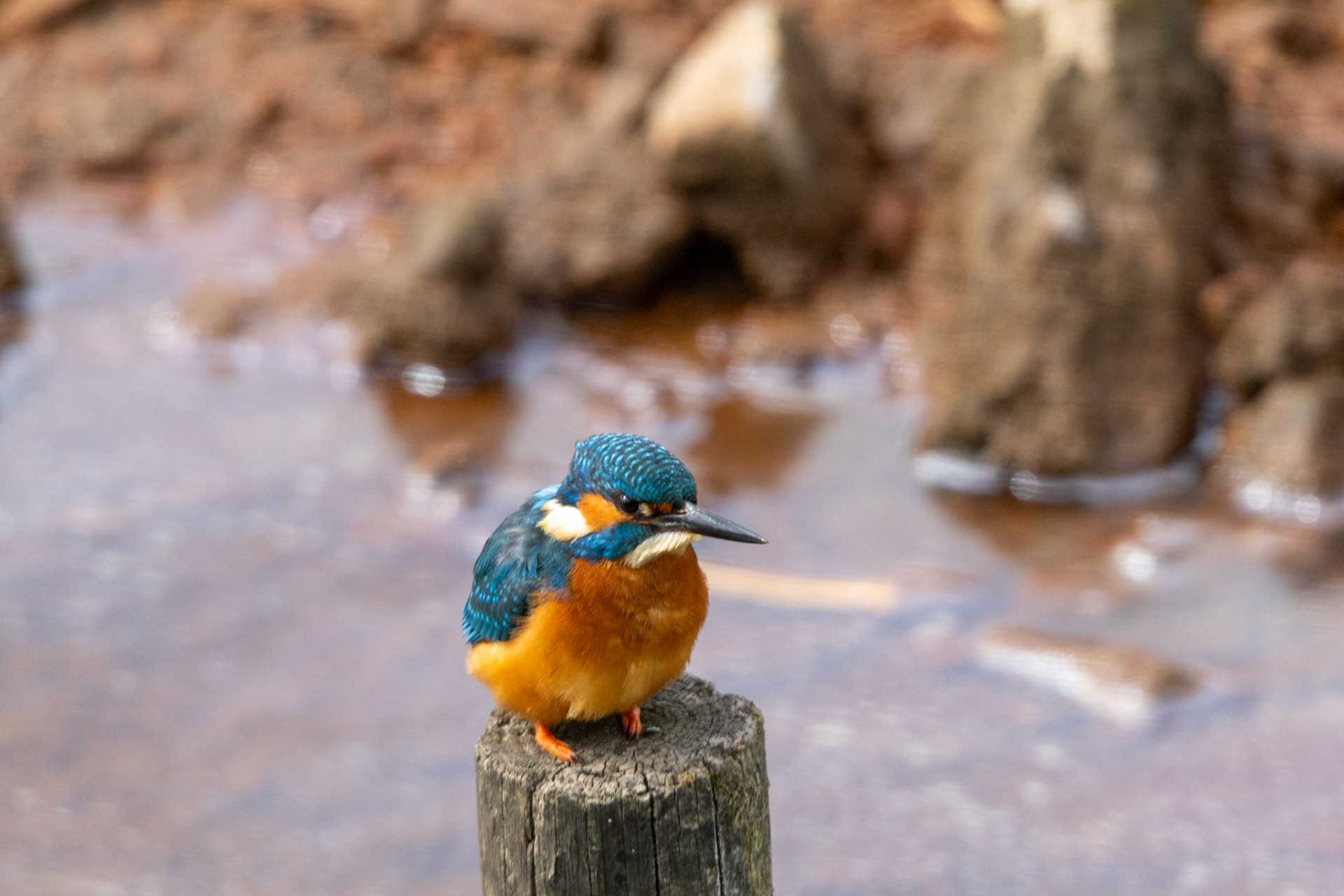 Kingfisher