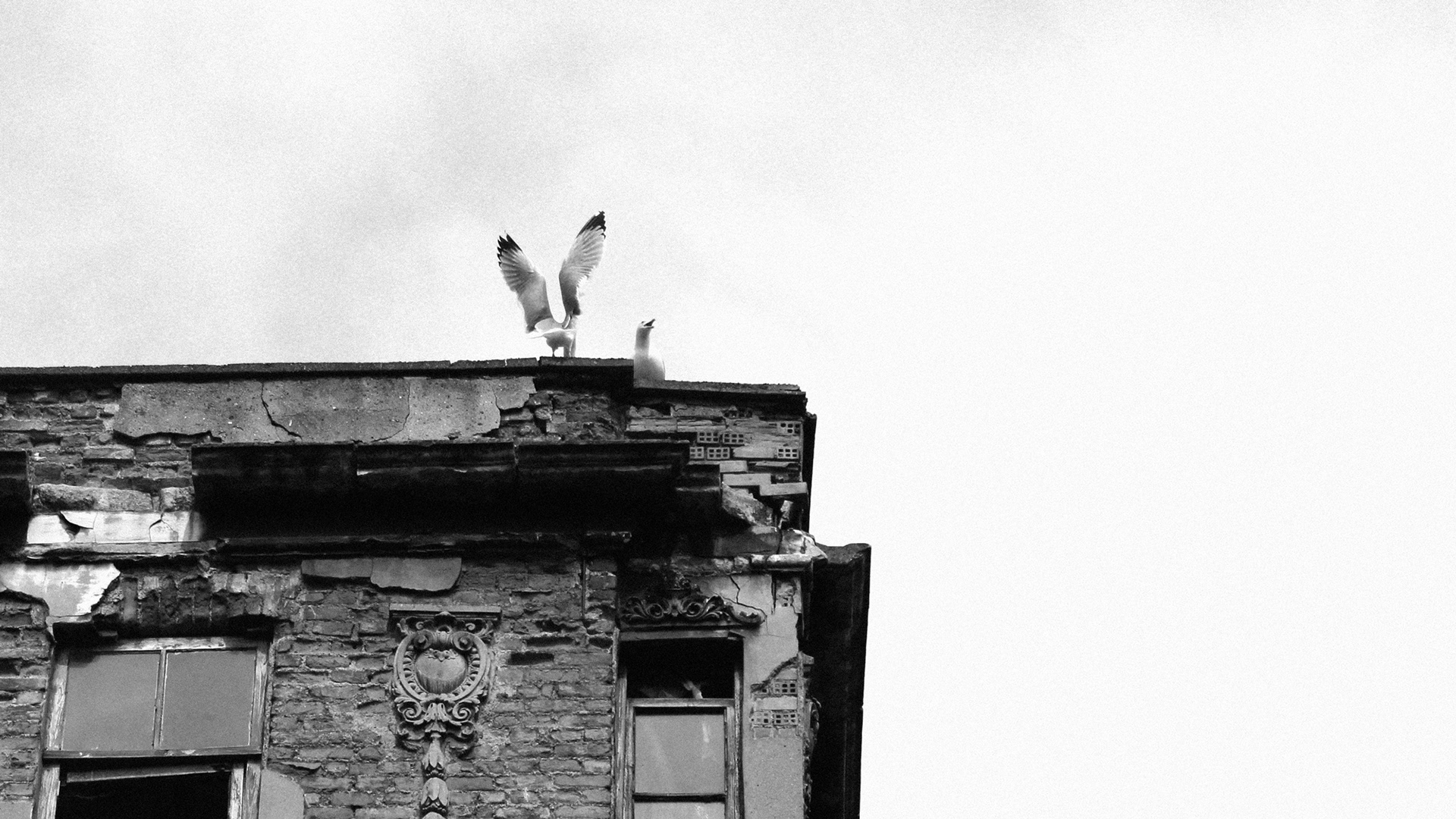 Seagulls on rooftop - Istanbul, Turkey © Fotis Providas